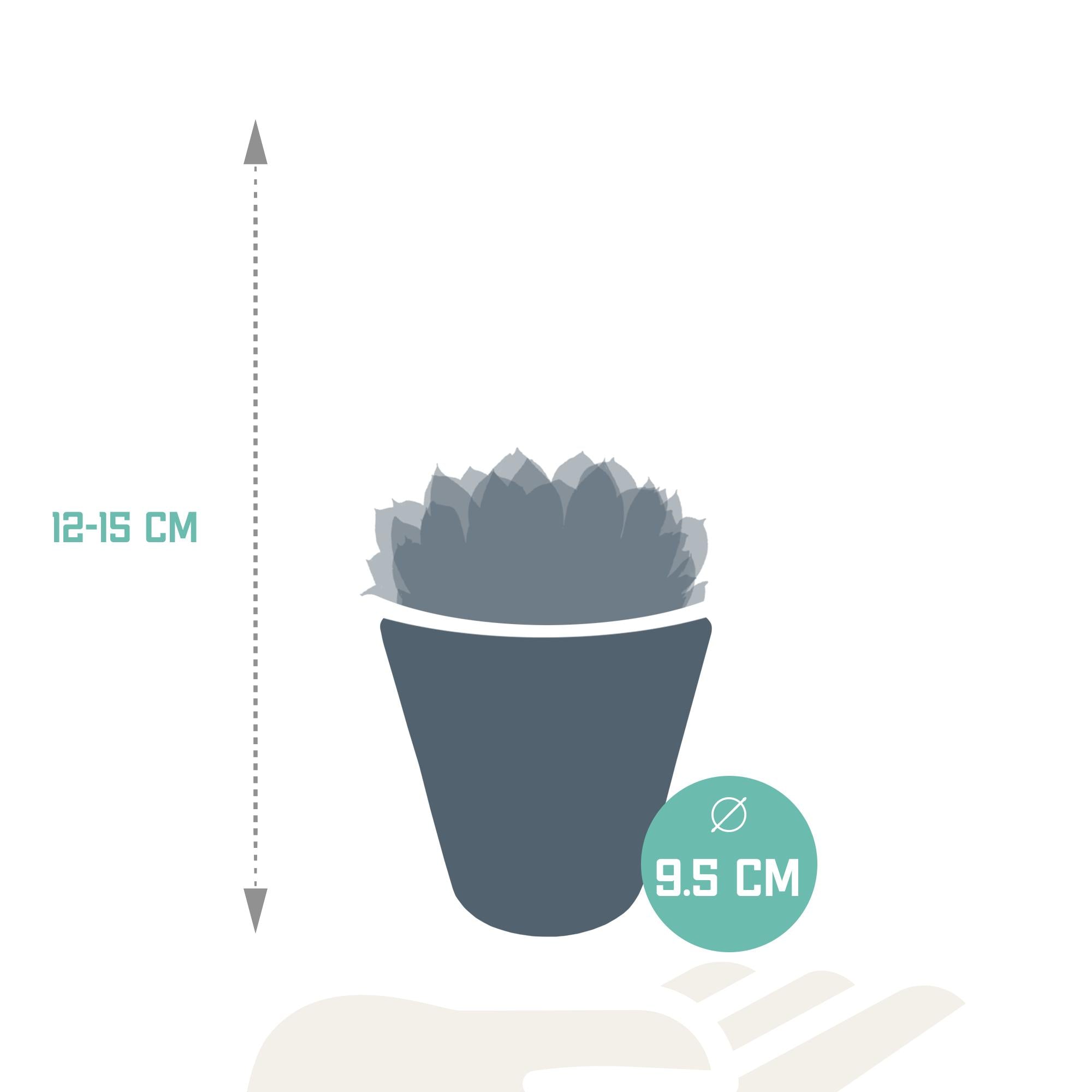 Echeveria mix 8,5 cm - 3x - in witte pot