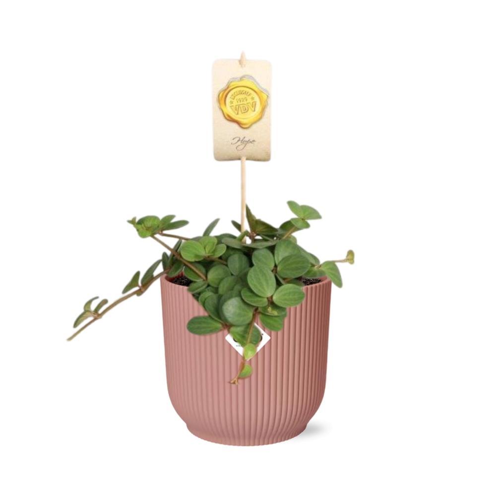 Peperomia 'Hope' in ELHO Vibes Fold 14cm roze