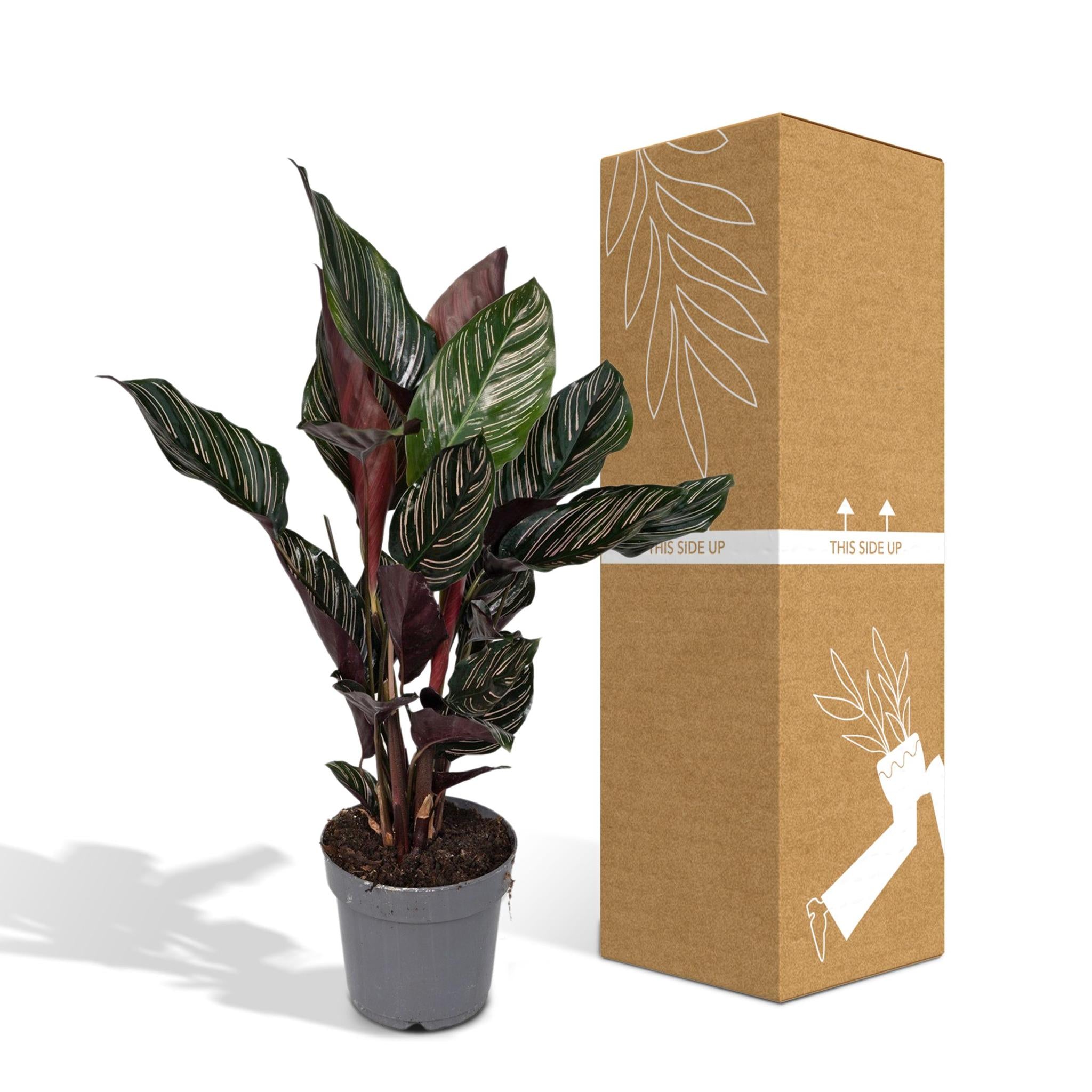 Calathea Ornata - Ø14 -?50cm
