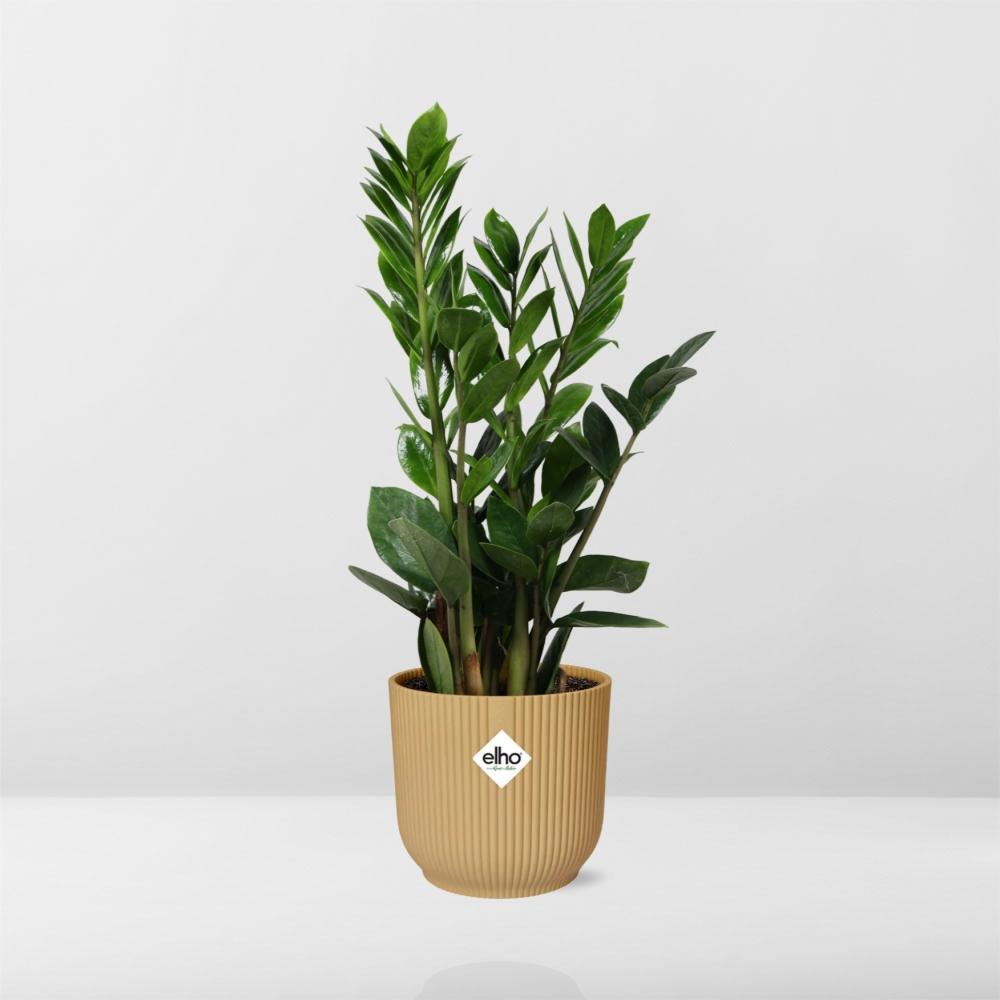 Zamioculcas – Hoogte 45-50 in ELHO Vibes Fold 14cm gelb