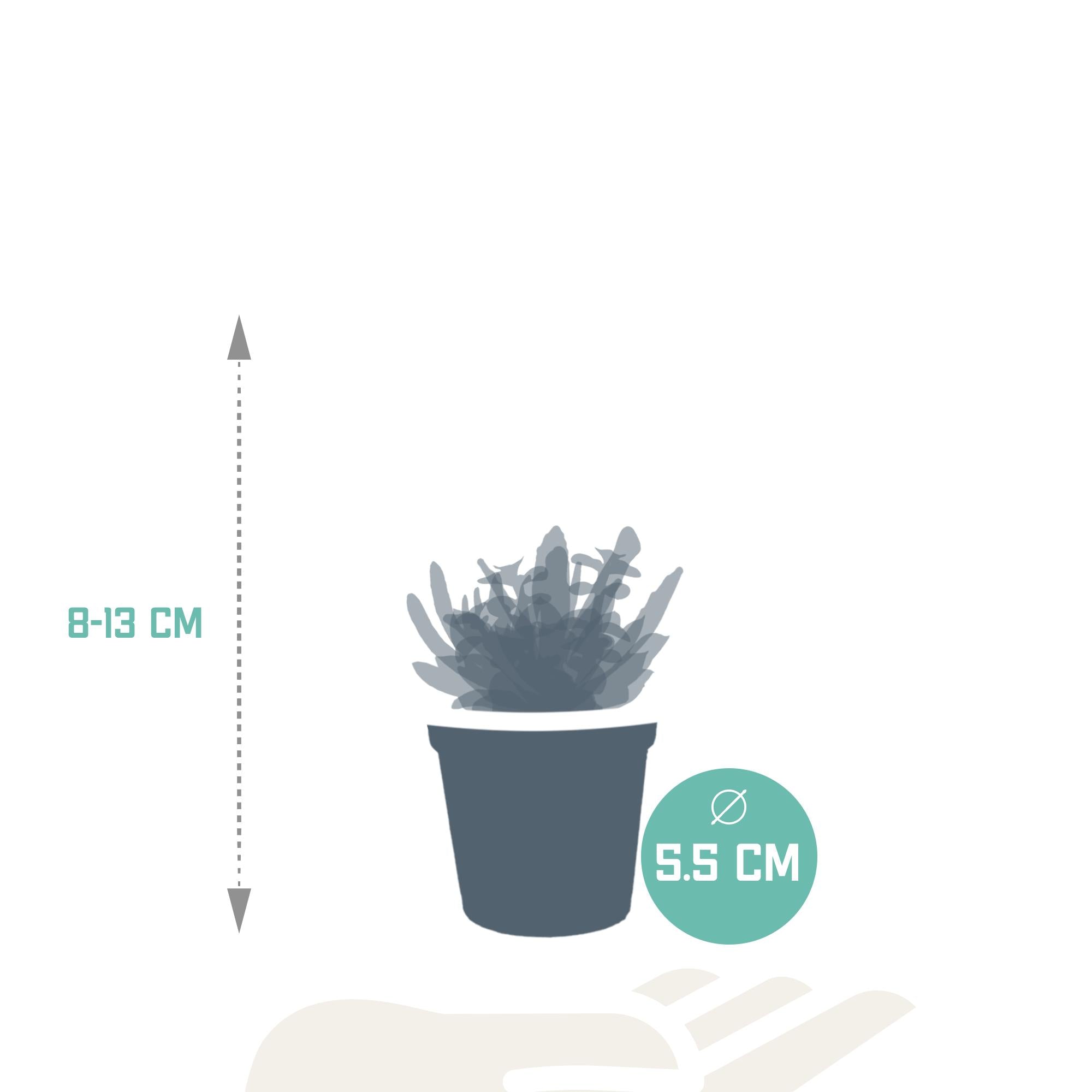Vetplantenmix 5,5 cm - 5x - zonder pot