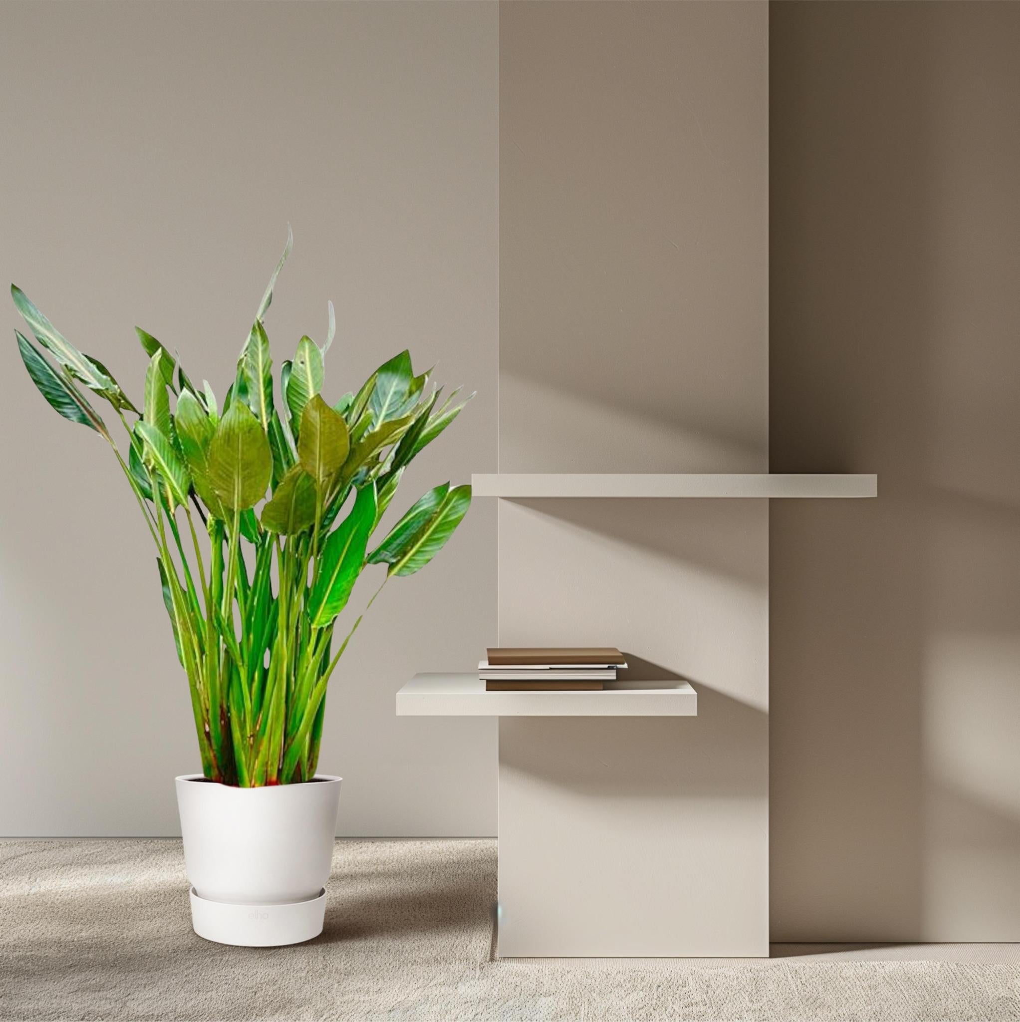 Strelitzia Reginae XL – 160 cm – ?30