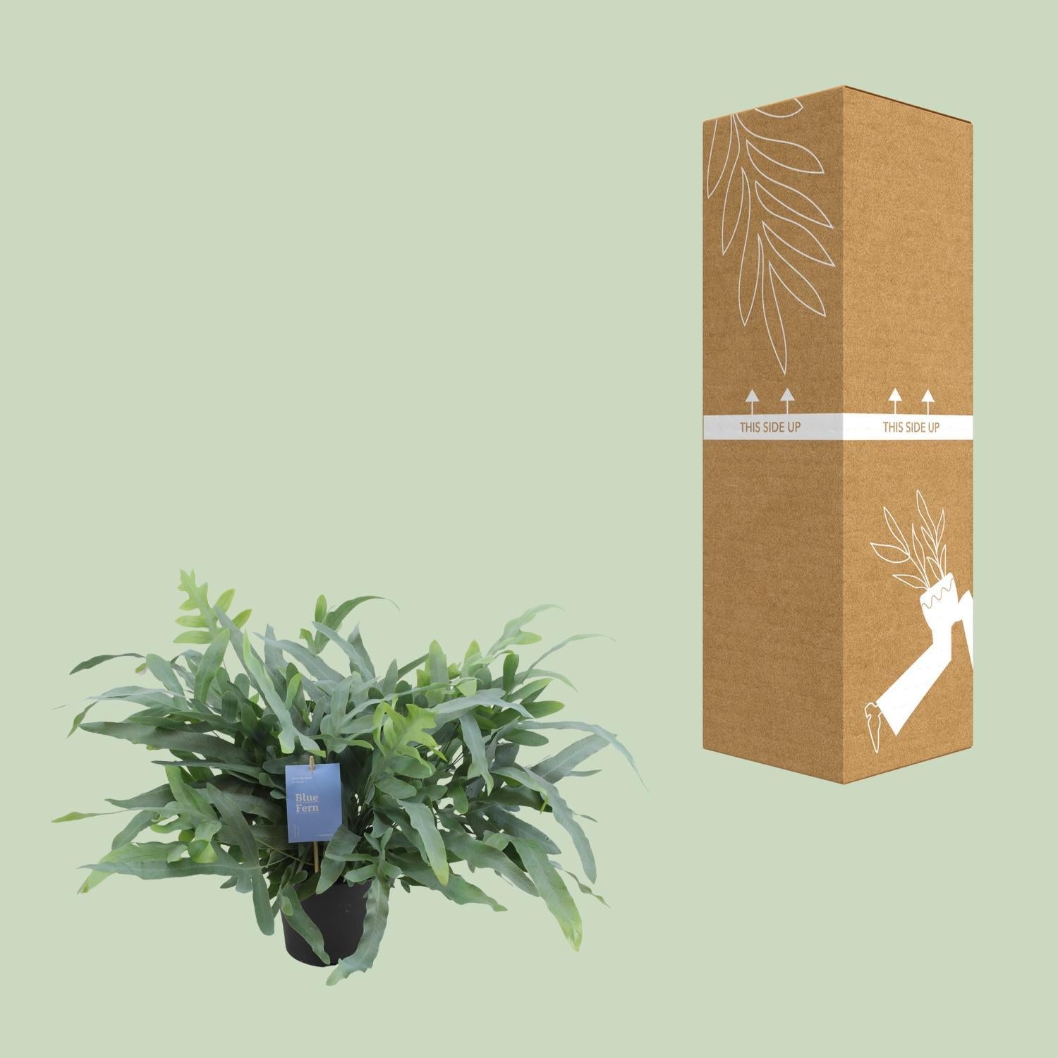 Phlebodium Aureum Blauwe Ster - Ø17cm - ↕50cm