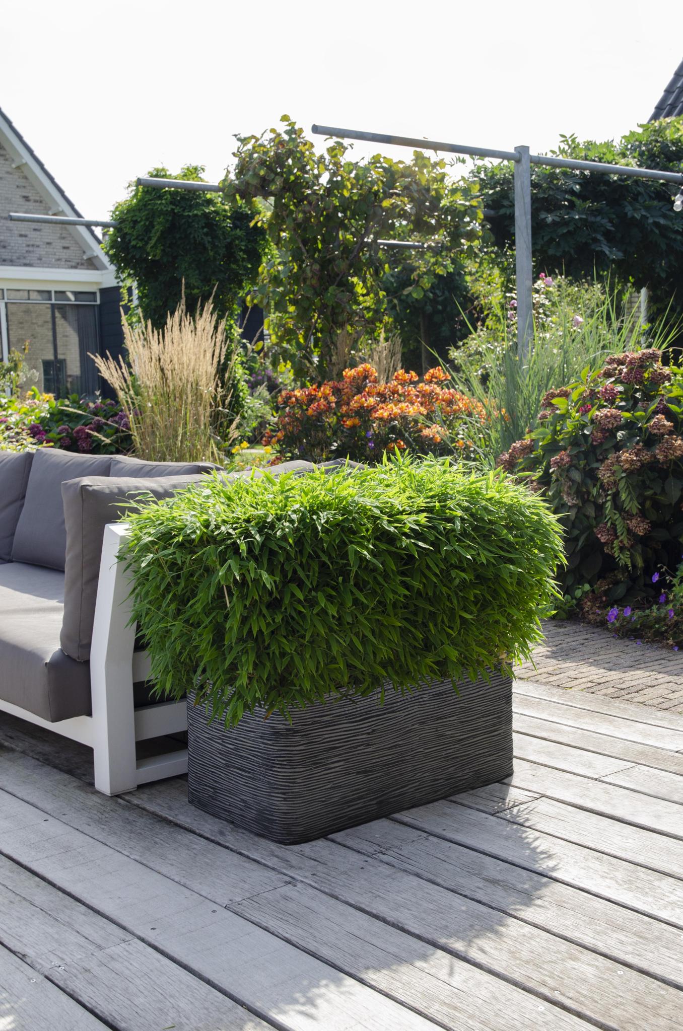 Fargesia 'Moontears'® Boobux - Kompakter, großer, nicht störender Bambus