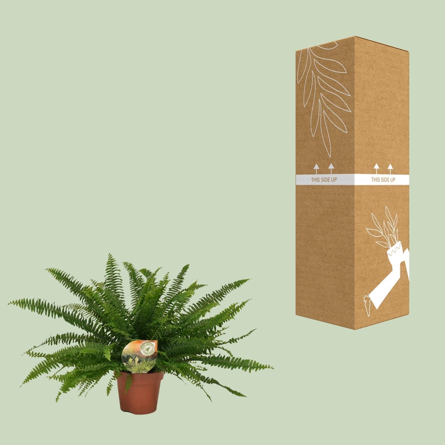 Nephrolepis Grüne Dame - Ø17cm - ↕40cm