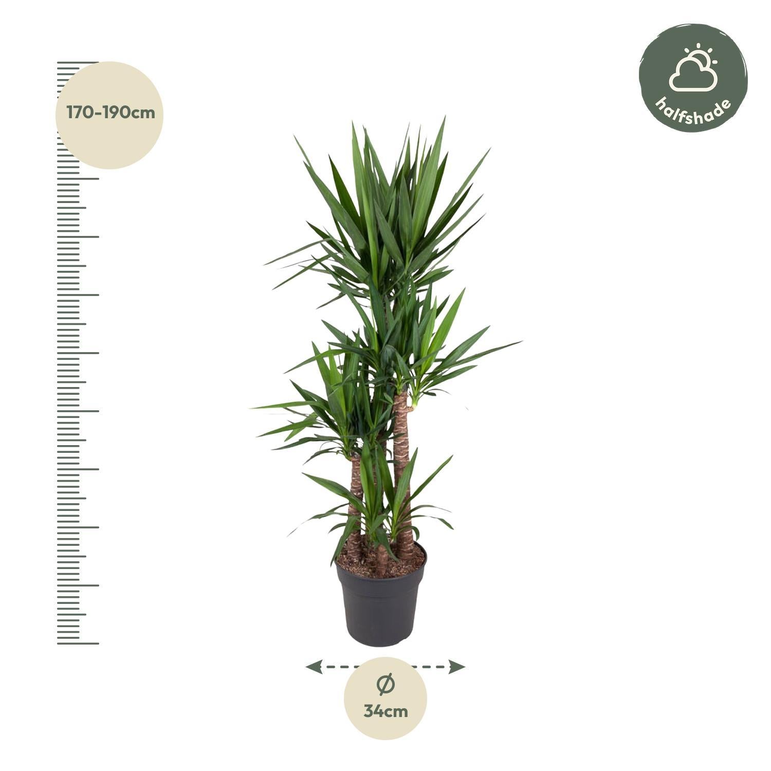 Yucca Olifantspoot - 180 cm - ø34