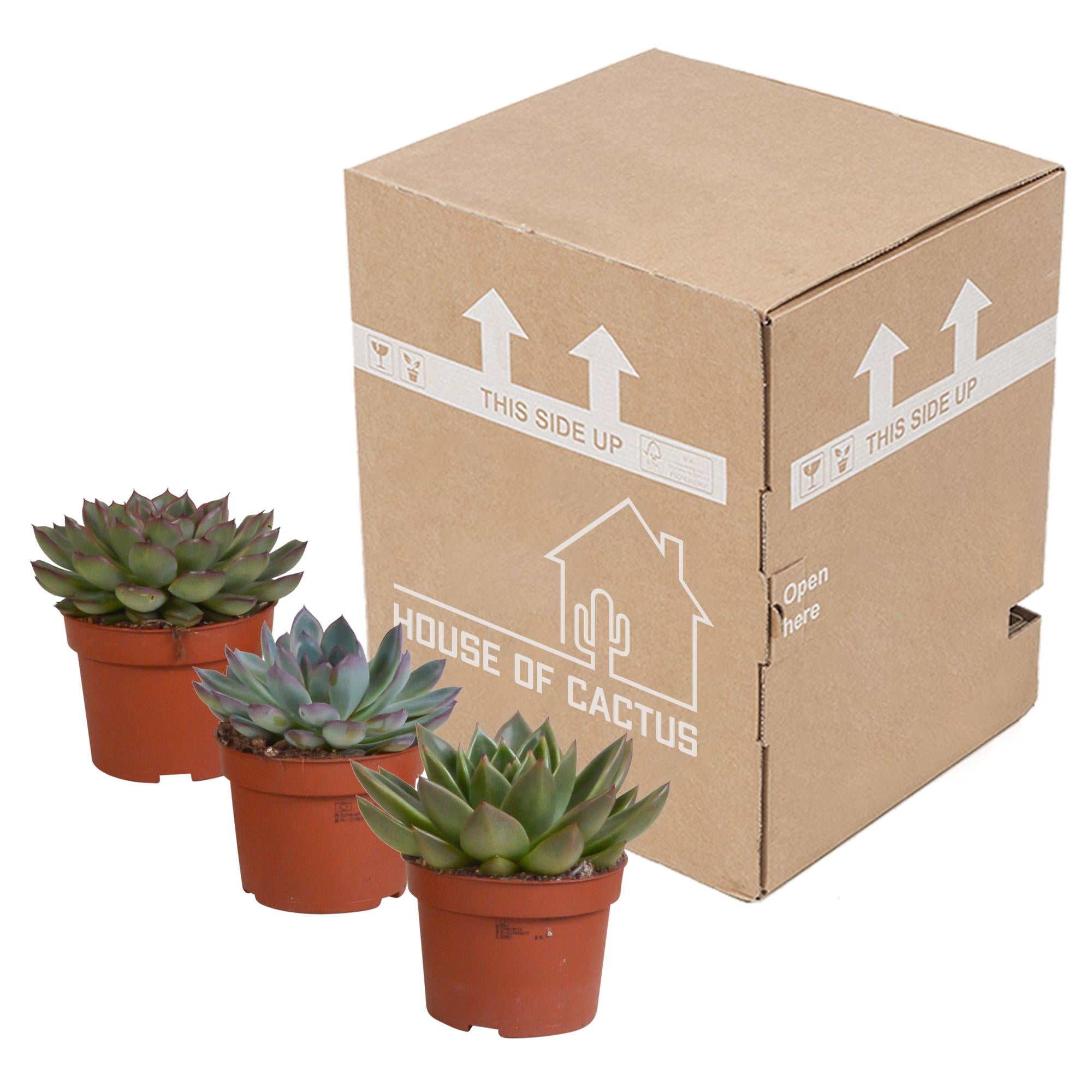 Echeveria-Mix 10,5 cm – 3x – im zweiten Topf