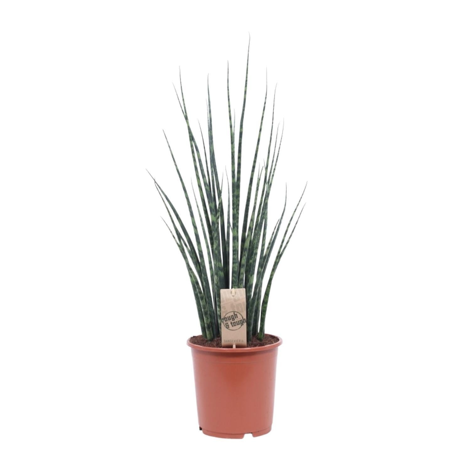 Sansevieria Varenhout Mikado - Ø19cm - ↕80cm