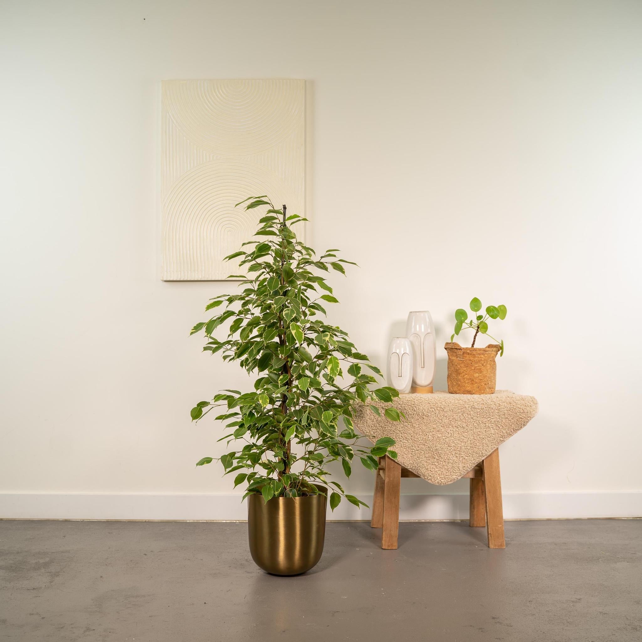 Ficus benjamina Goldenking - Ø21cm - ↕95cm + Pot Mayk Goud