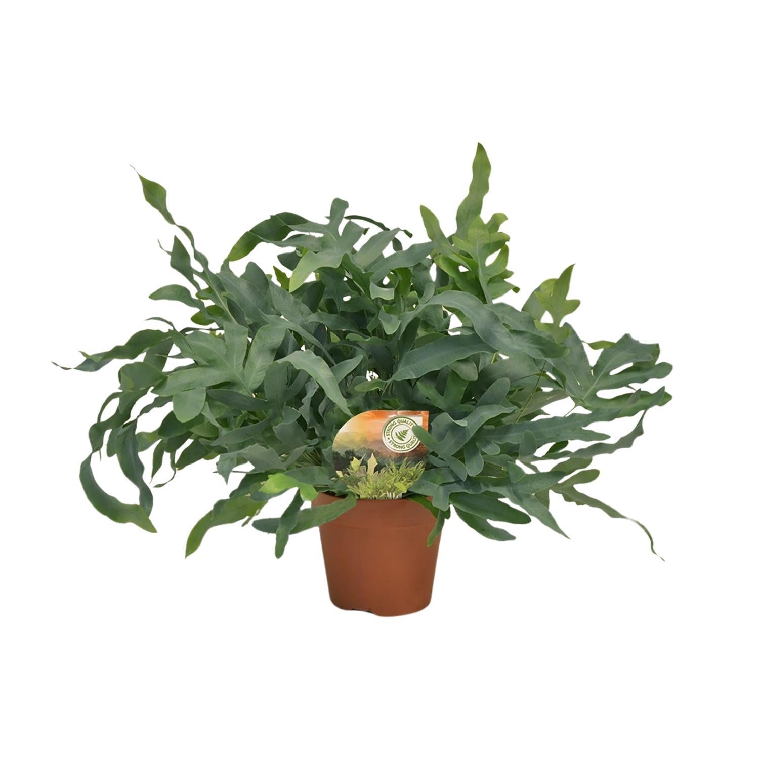 Phlebodium Blauwe Ster - Ø17 ↕60