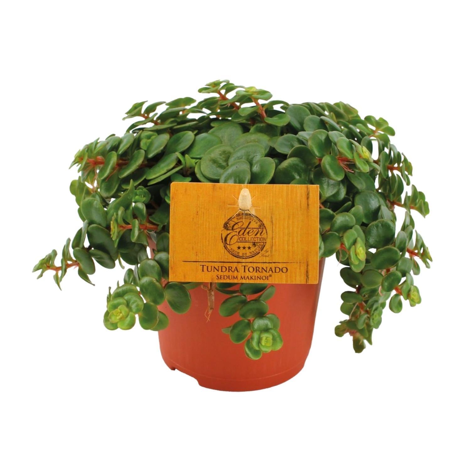 Vetkruid Tornado - Ø11cm - ↕15cm