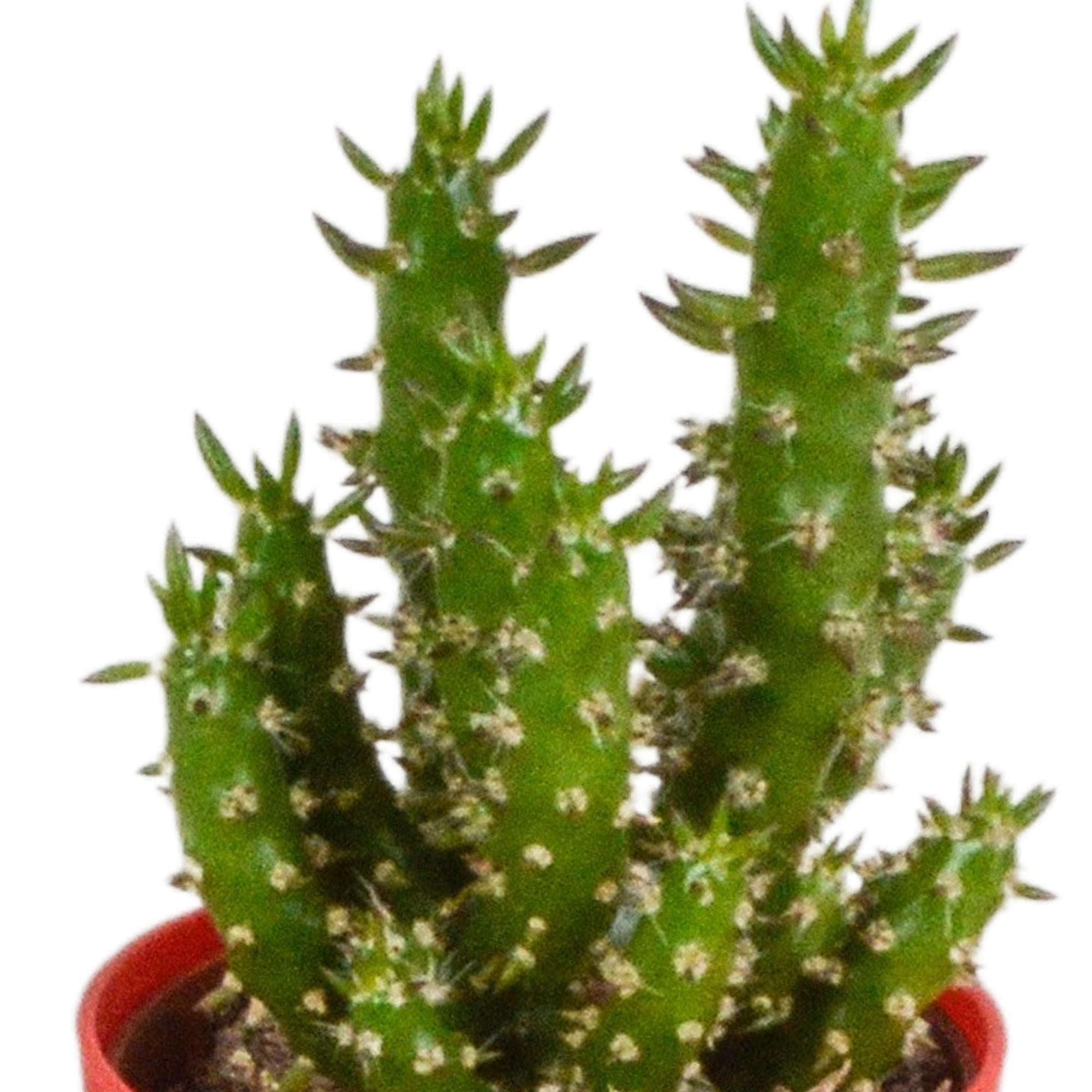 Cactusmix 5,5 cm - 5x - in kunststof pot