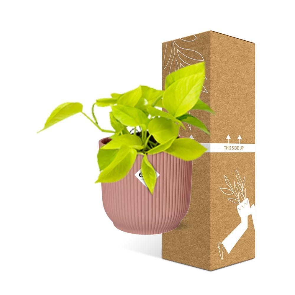 Epipremnum Pinnatum 'Golden Pothos' in ELHO Vibes Fold 14cm roze