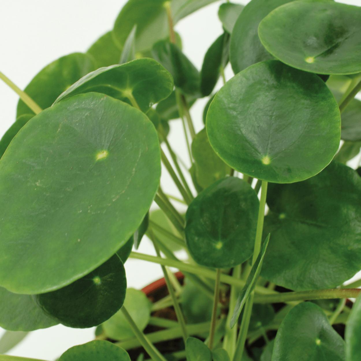 2x Kokodama Pilea Peperomiodes - Pannenkoekenplant - 20cm - ø15
