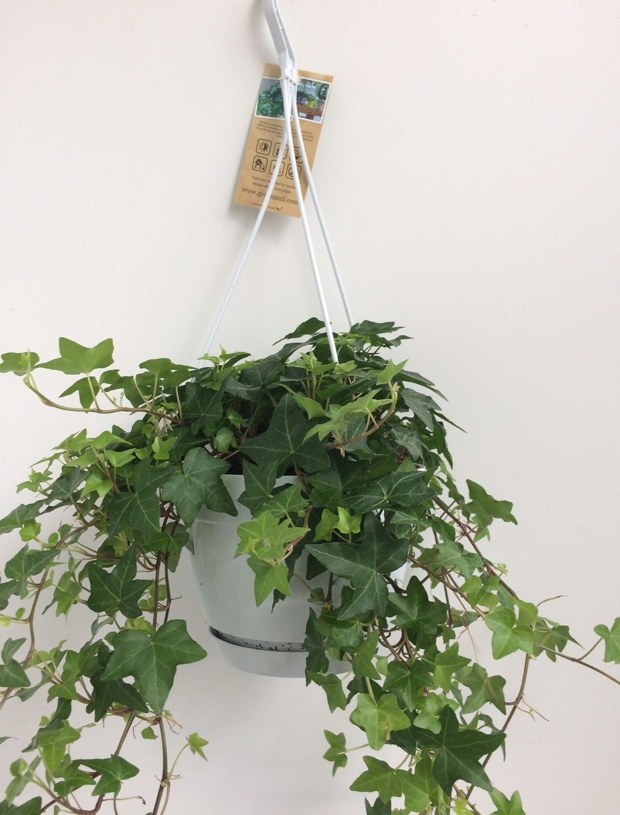 Hedera Helix Groen - Hangpot Wit / Basis - Ø17cm - ↕cm