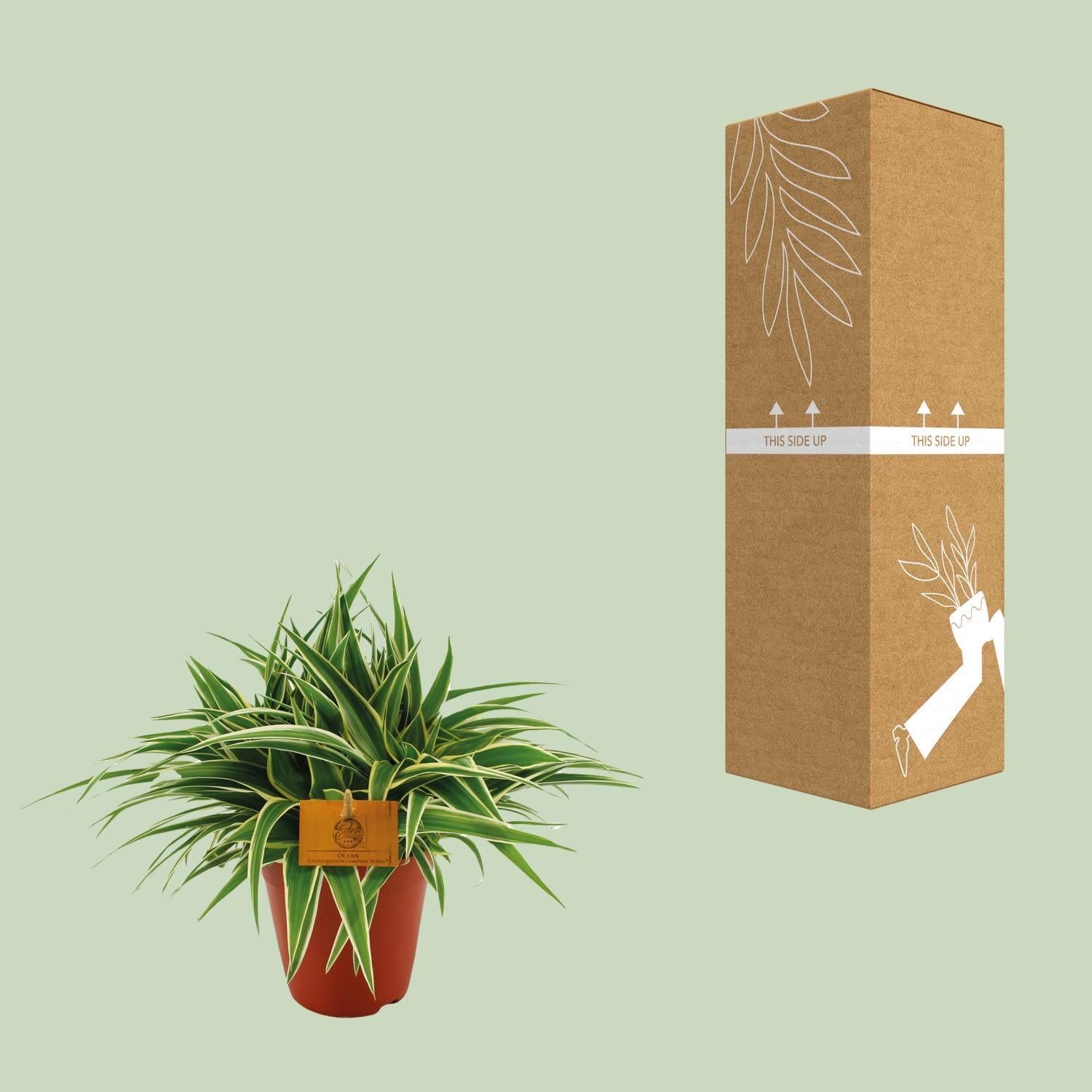 Chlorophytum Oceaan - Ø15cm - ↕25cm