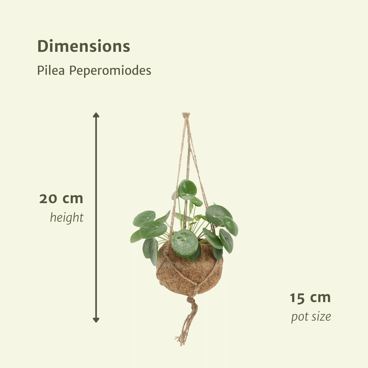 2x Kokodama Pilea Peperomiodes - Pannenkoekenplant - 20cm - ø15