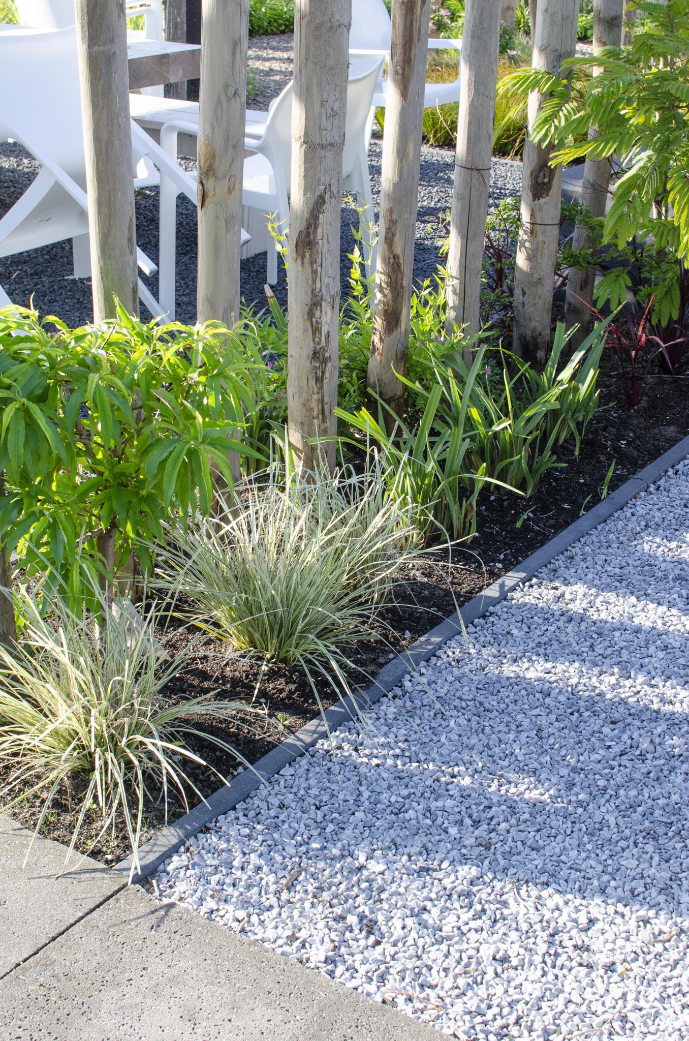 Lomandra longifolia 'White Sands' - ?40cm - Ø19