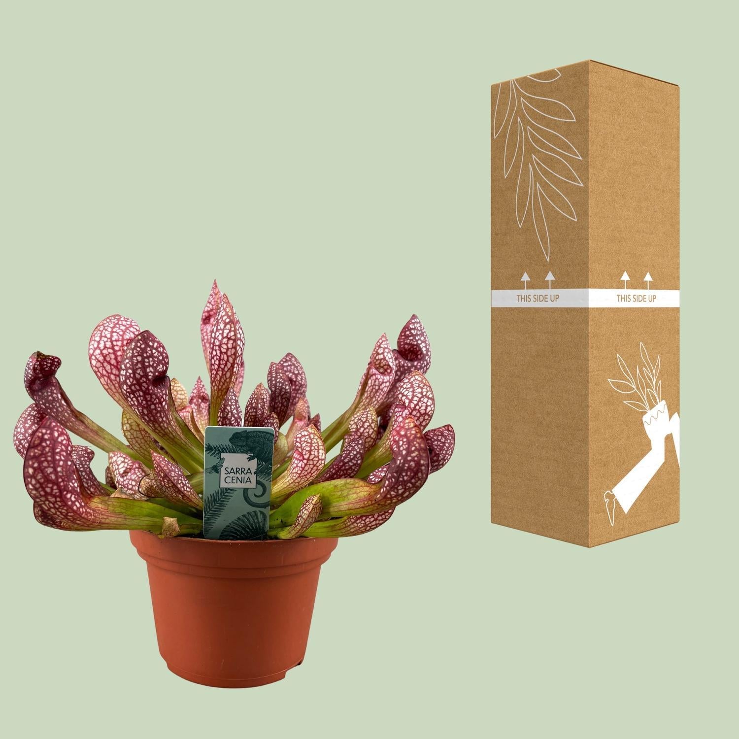 Sarracenia Scharlaken Belle - Ø12cm - ↕40cm