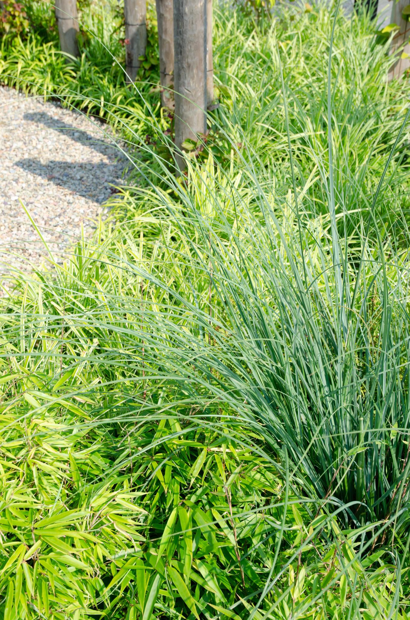 2x Fargesia rufa - ?60cm - Ø19