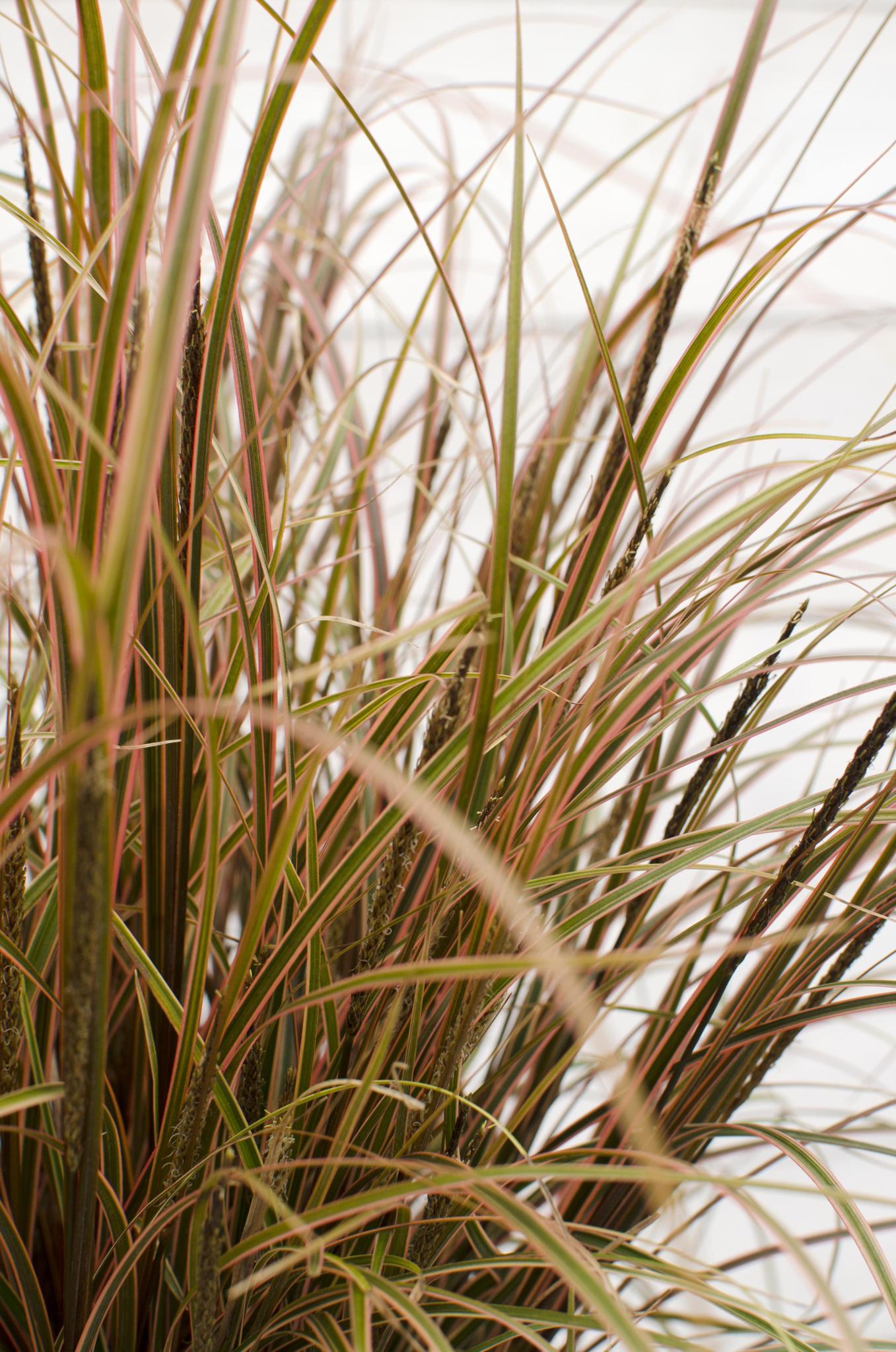 Uncinia rubra Everflame - Ø14 - ?30cm