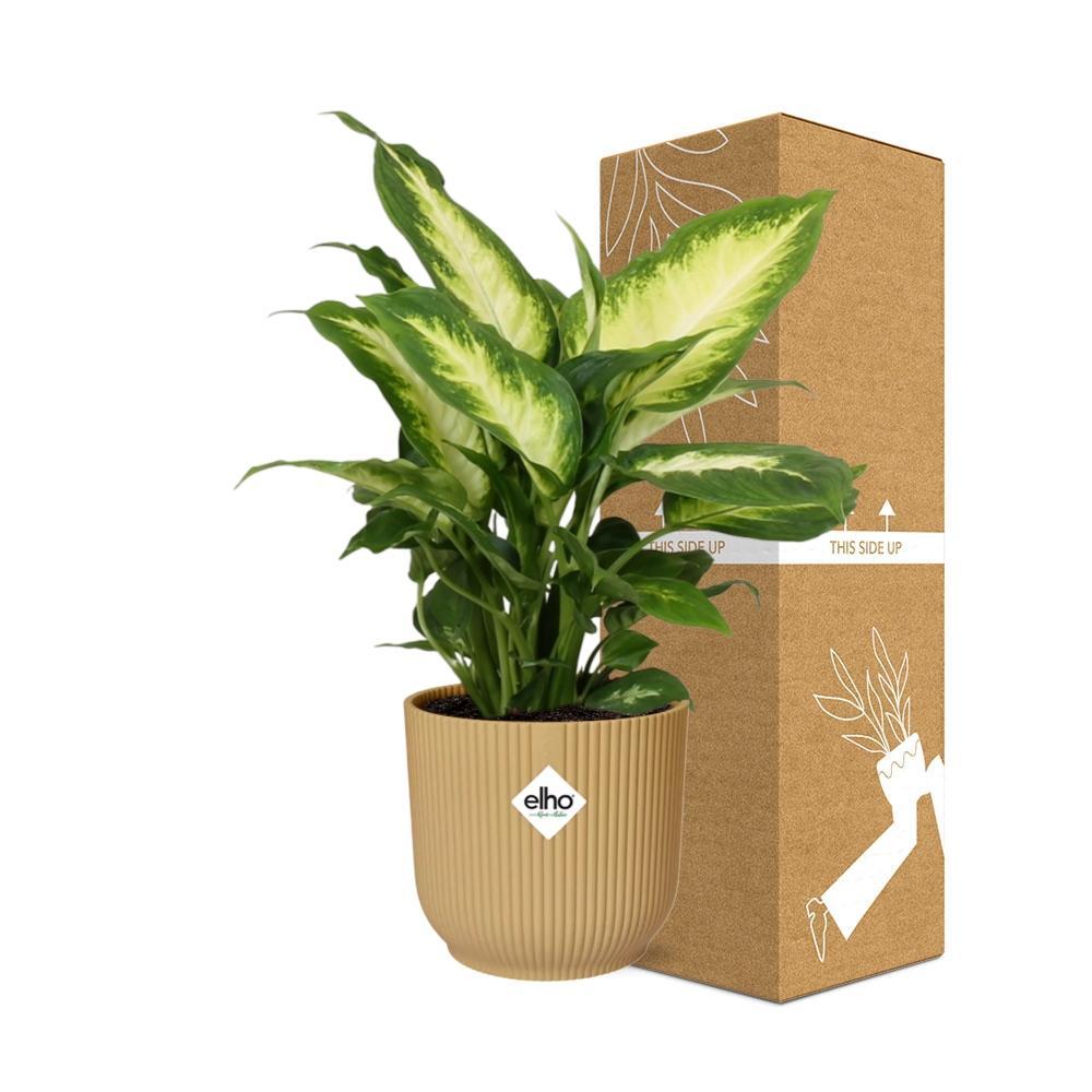 Dieffenbachia 'Camilla' in ELHO Vibes Fold 14cm gelb