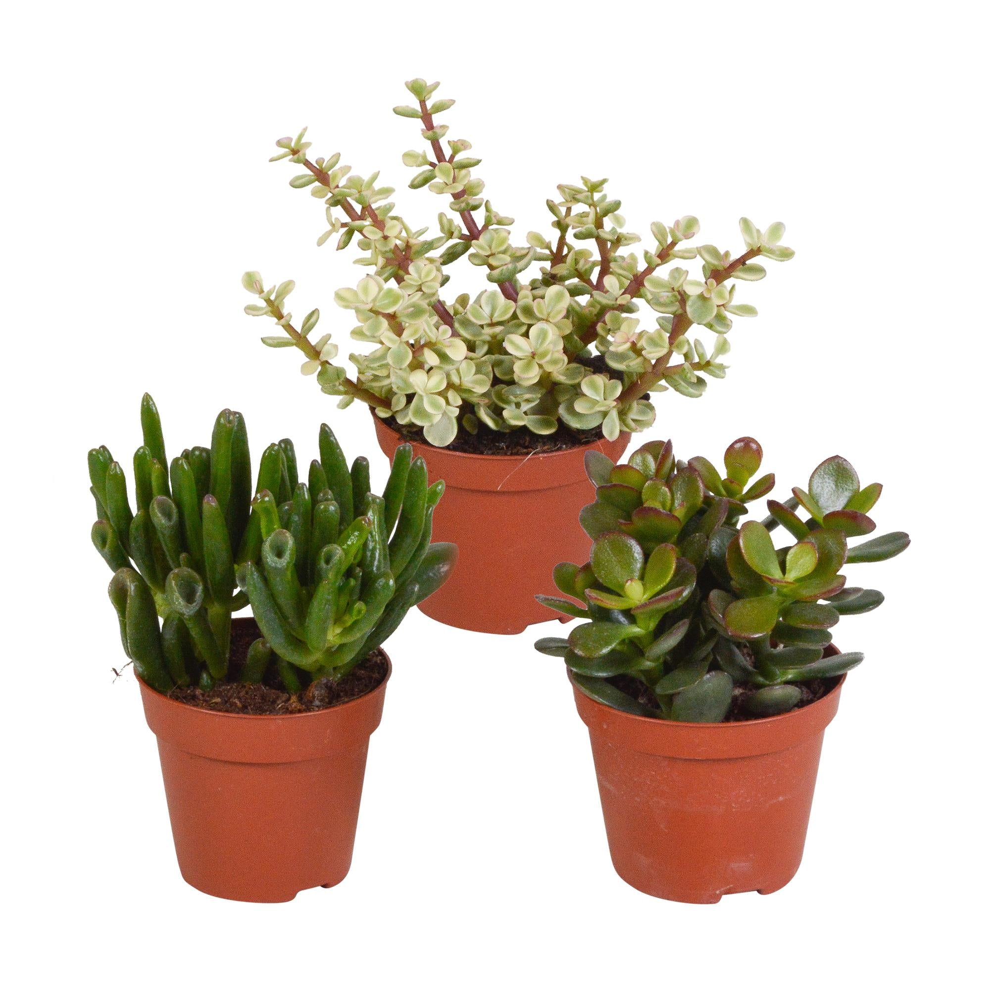 Crassula mix 8,5 cm - 3x - zonder pot