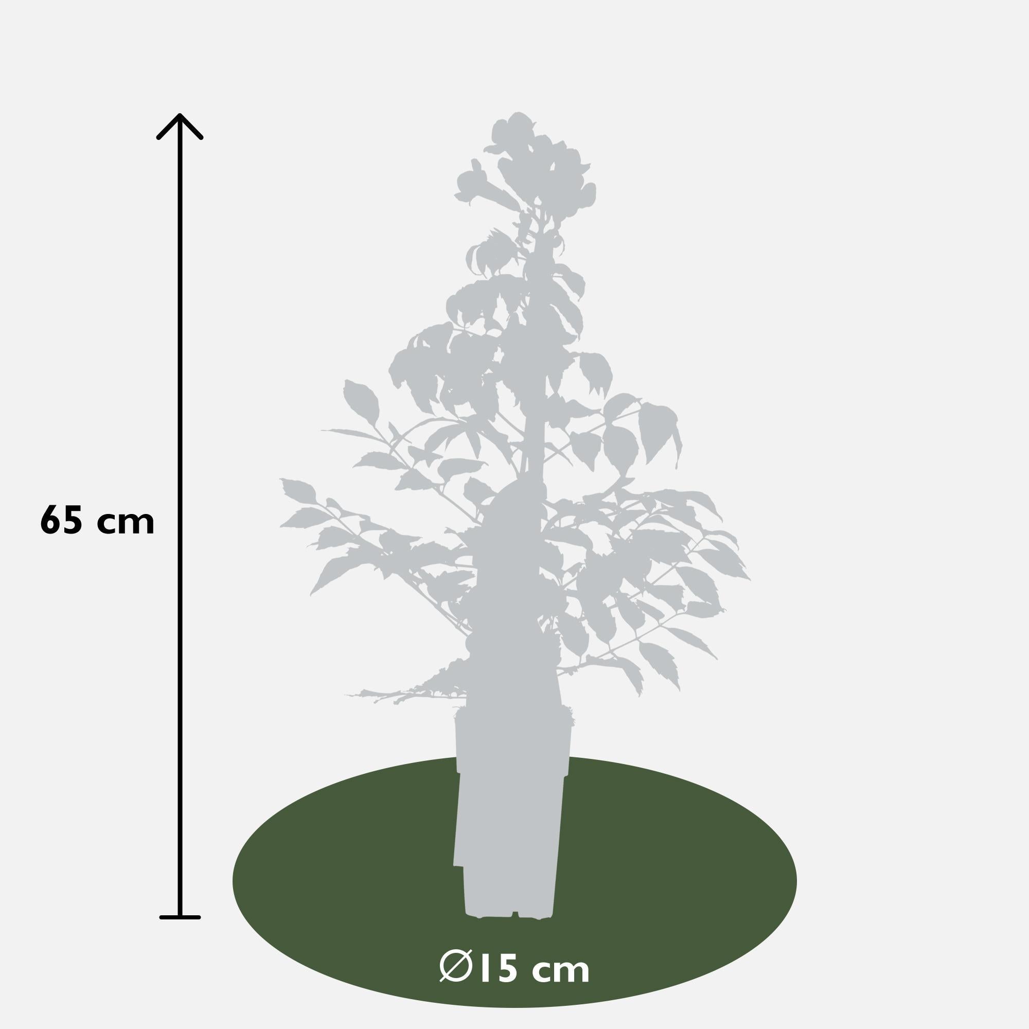 Campsis Summer Jazz Fire Trompet - Trompetbloem Rood - Ø15 - ?65cm