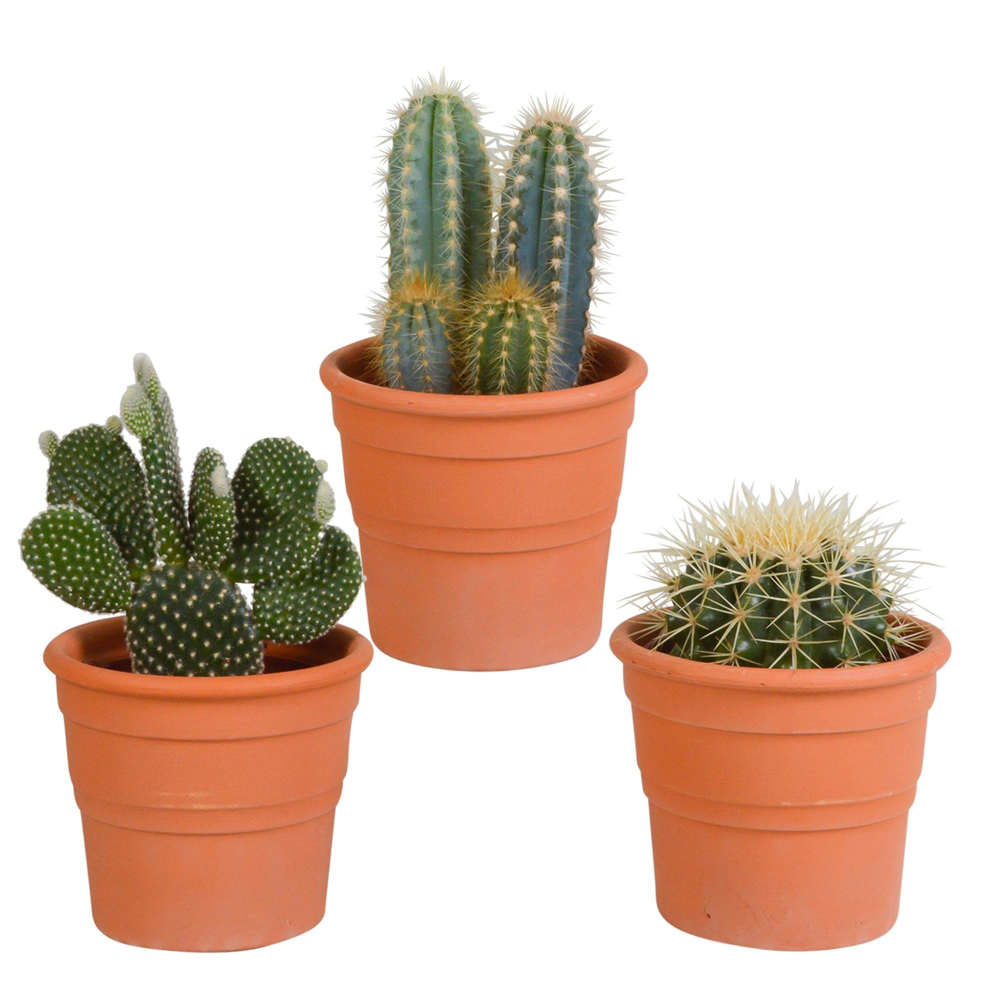 Cactus mix 10.5 cm - 3x - in terracotta pot