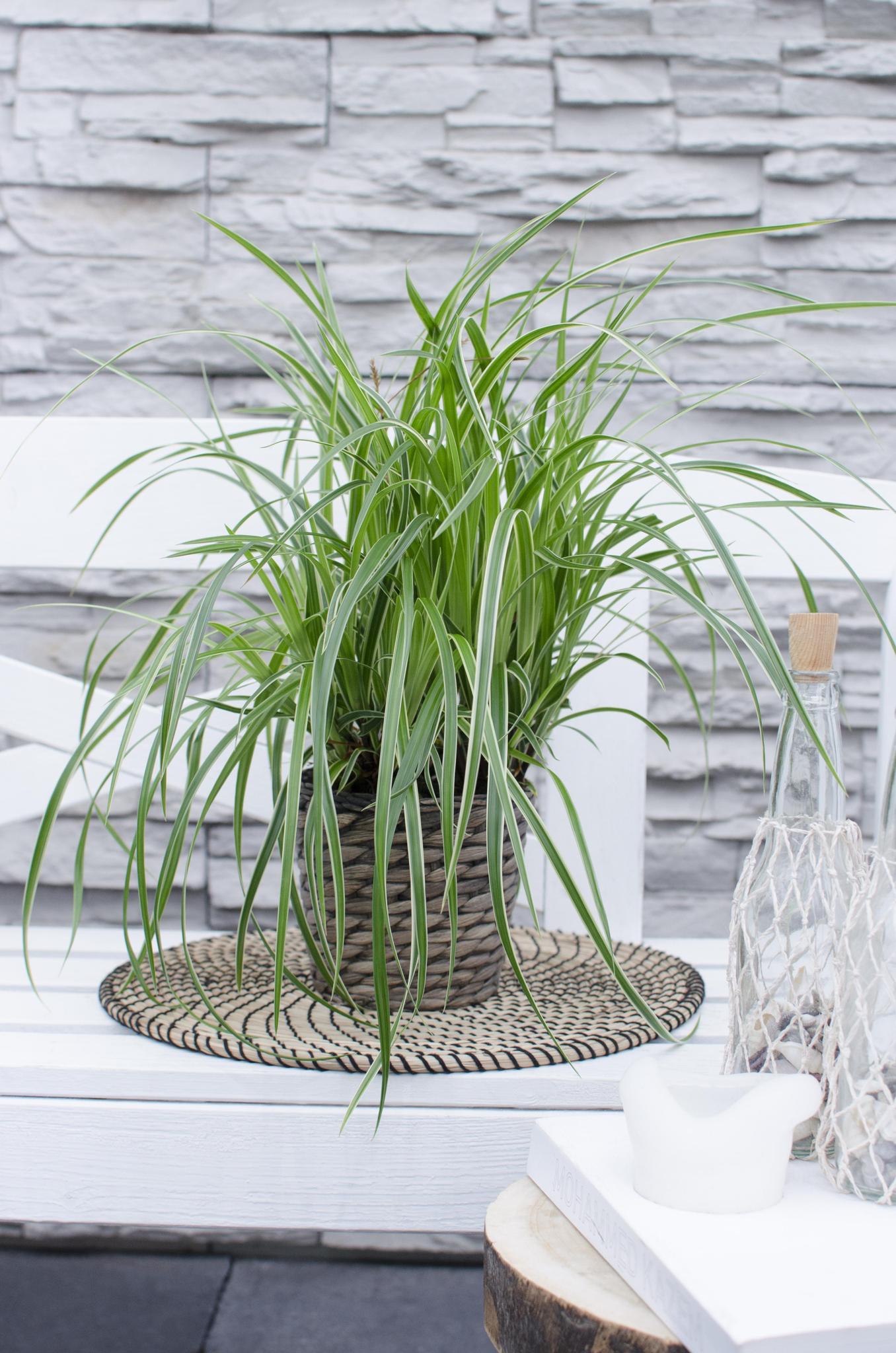 Carex morrowii 'Ice Dance' - ?30cm - Ø14