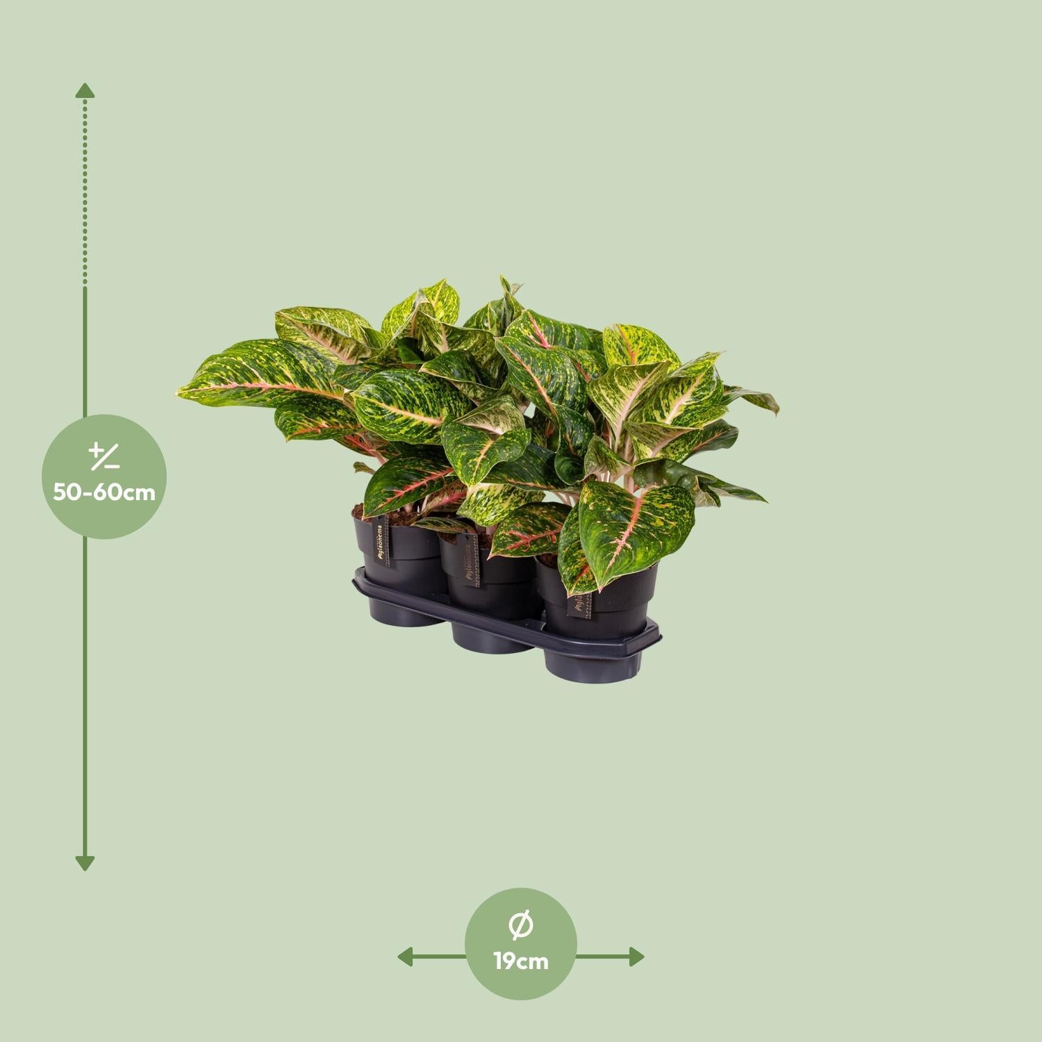 Aglaonema Lente Rood - Ø19cm - ↕60cm