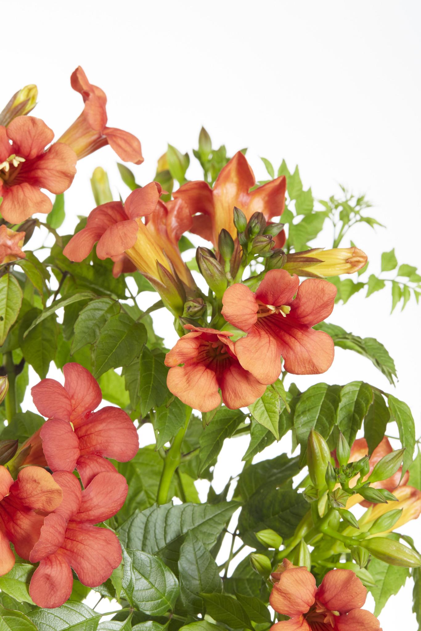 2x - Campsis Summer Jazz 'Vuurtrompet' - ?65cm - Ø15