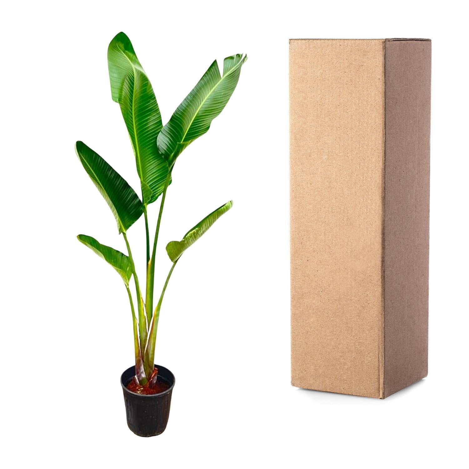 Strelitzia Augusta - 210cm - ?30