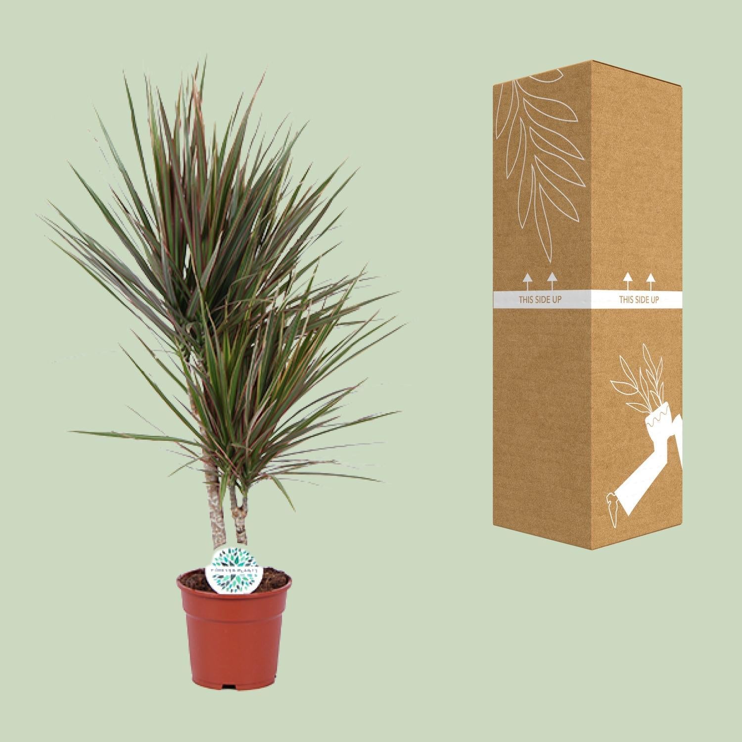 Dracaena Tweekleurig - Ø17cm - ↕75cm