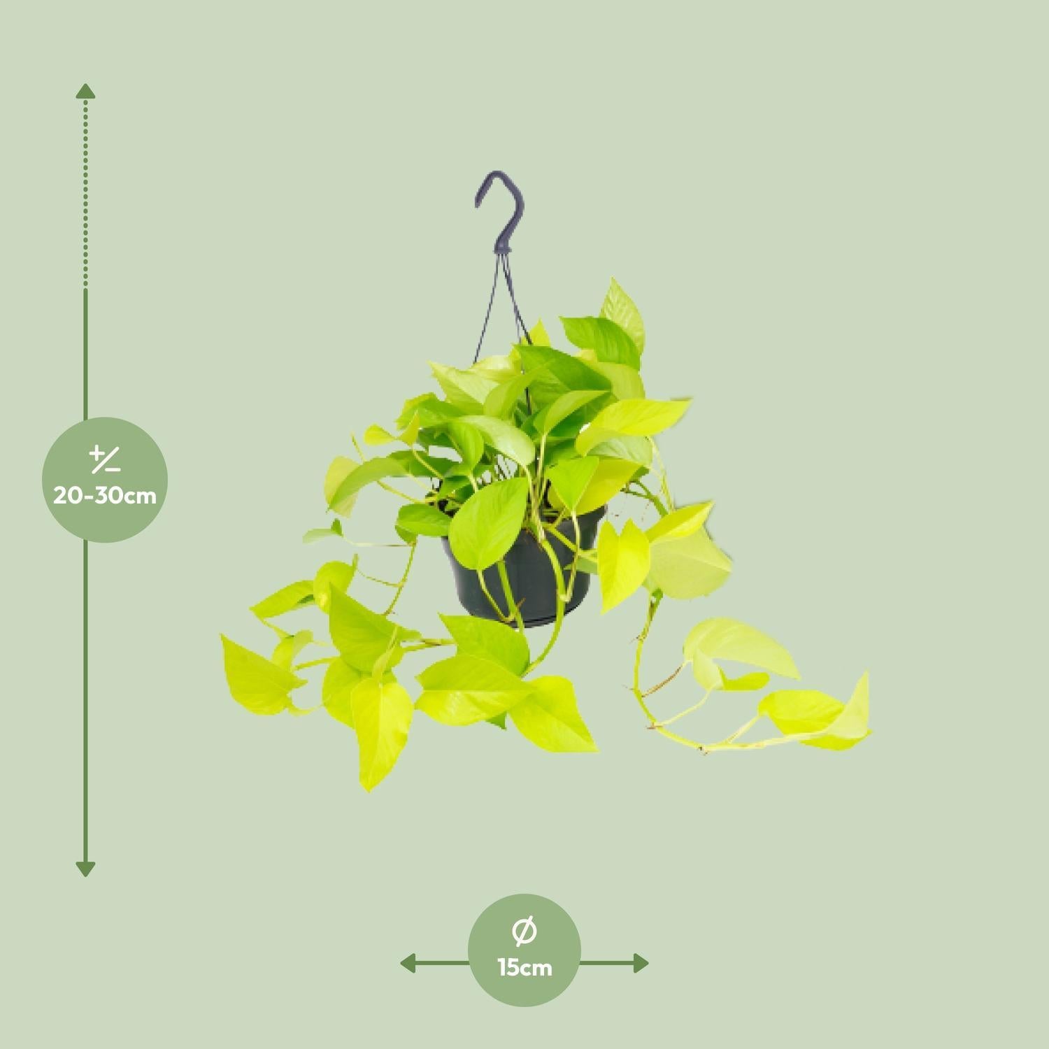 Epipremnum Gouden Pothos - Ø15 - ?25cm