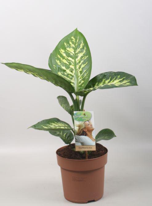 Dieffenbachia Tropic Sneeuw - Ø17cm - ↕60cm