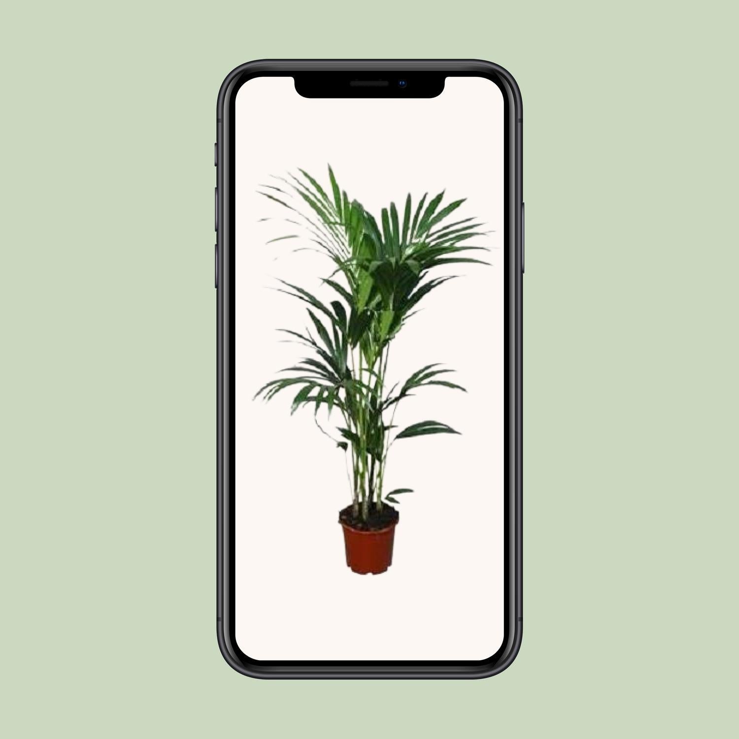 Howea forsteriana - Ø24 - ?120cm