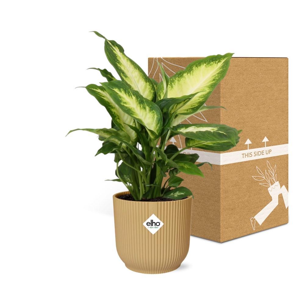 Dieffenbachia 'Camilla' in ELHO Vibes Fold 14cm gelb