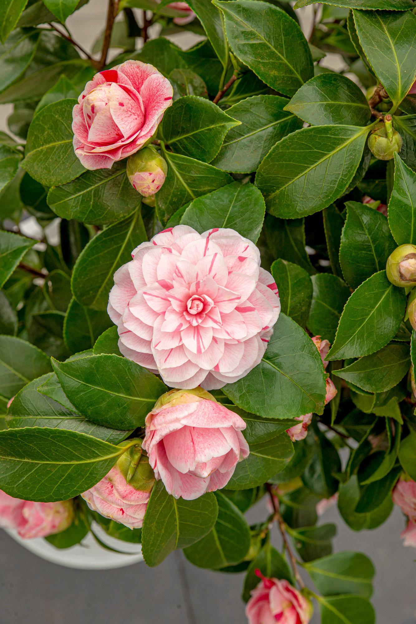 Camellia japonica Bonomiana - Ø19 - ?65cm