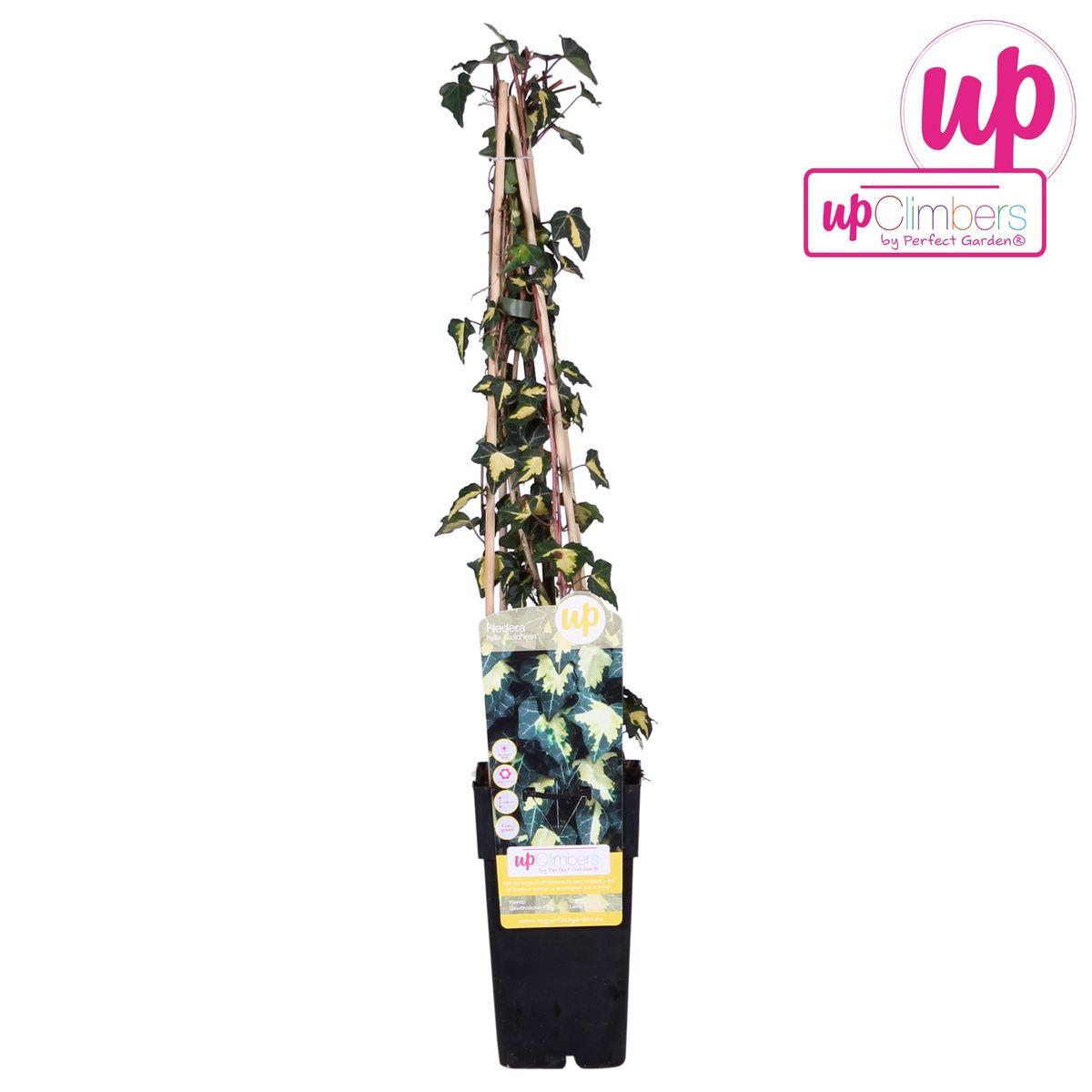 Hedera helix 'Goldheart' - Klimop Geel-groen