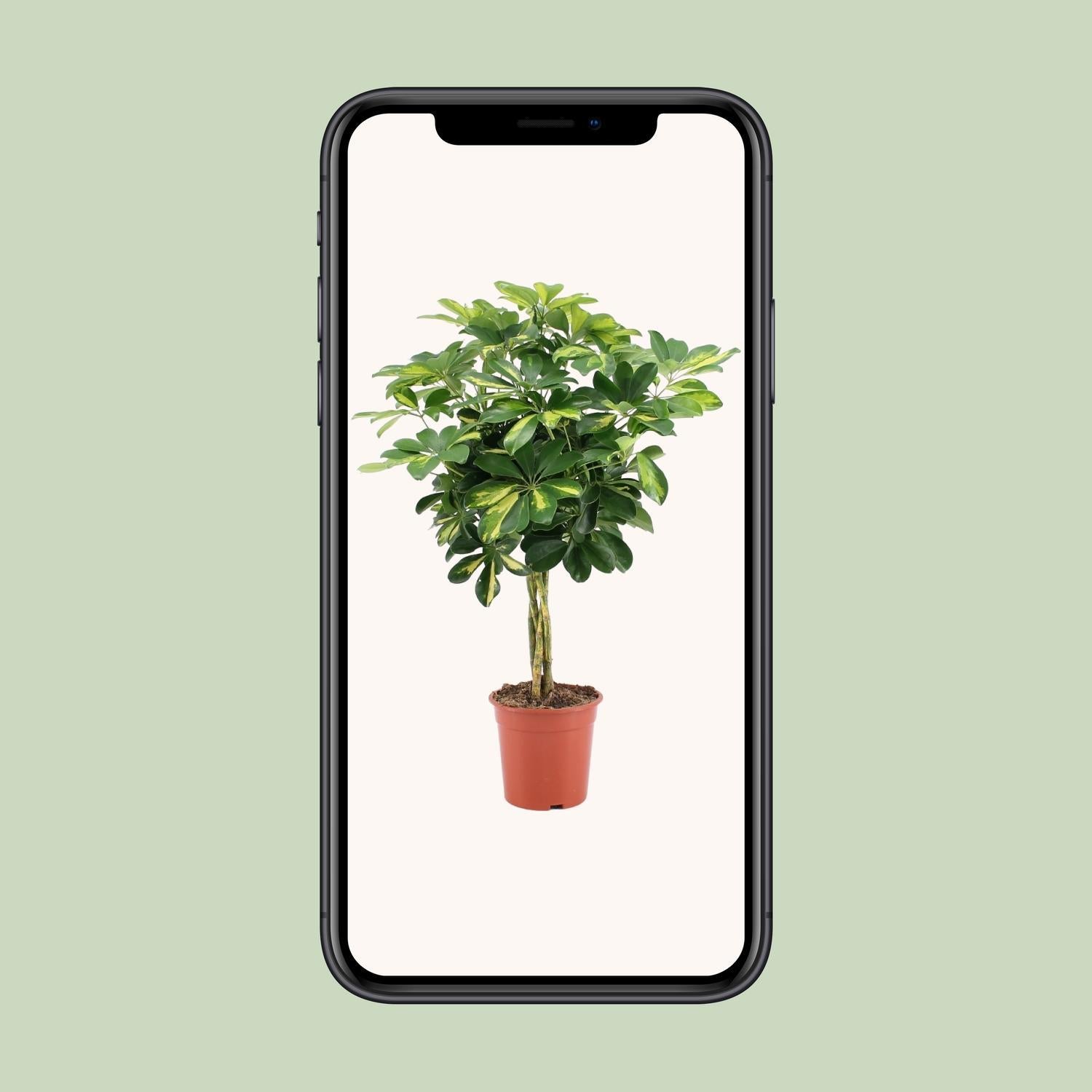 Schefflera Arboricola Goud Capella - Ø19cm - ↕75cm