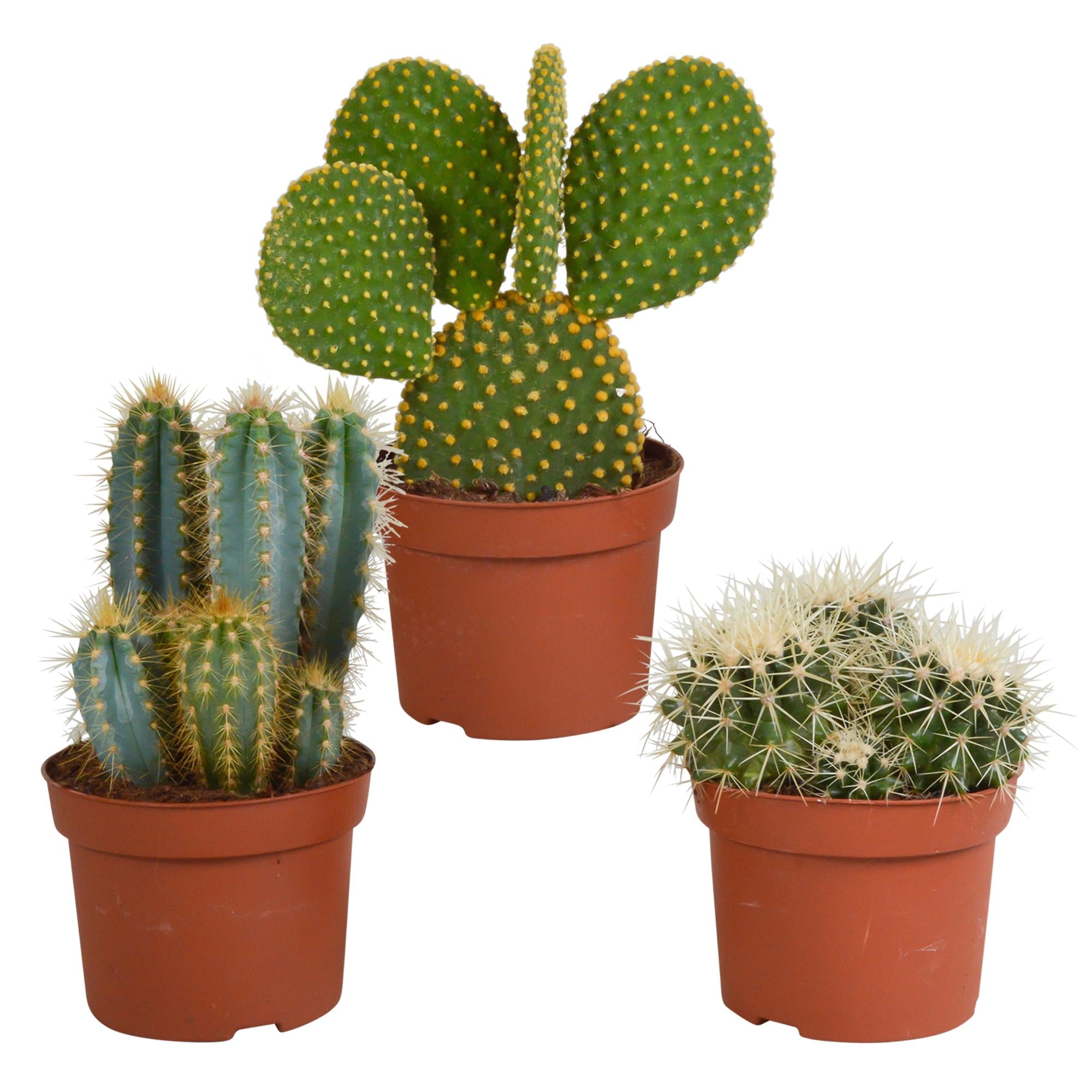 Cactusmix 10,5 cm - 3x - 12cm zonder pot