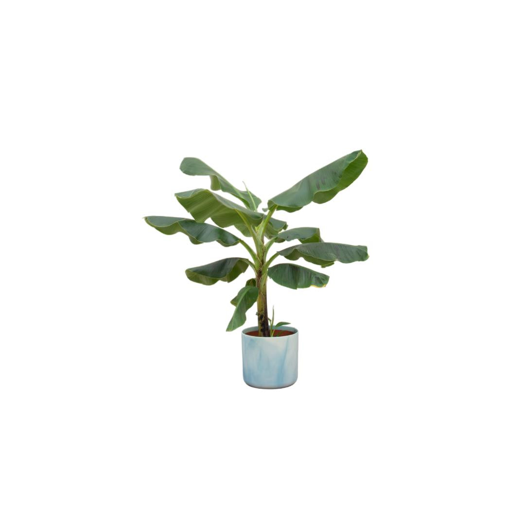Combideal - Bananenplant (Musa) inclusief Ocean Round atlantisch blauw Ø22 - 100 cm