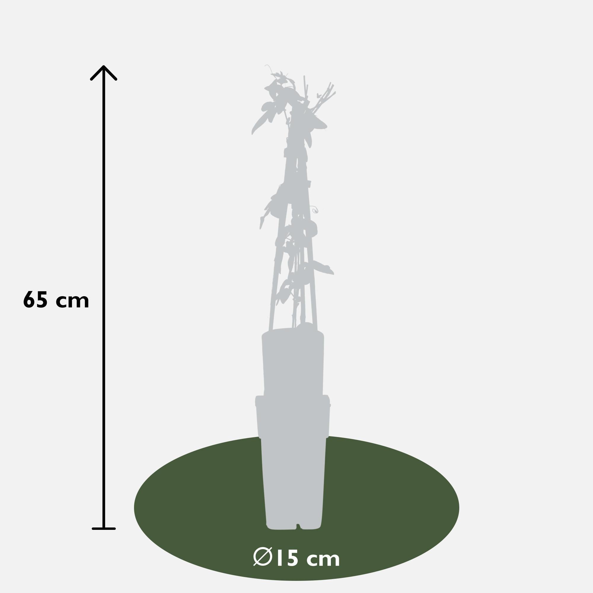 3x - Passiebloemmix - ?65cm - Ø15