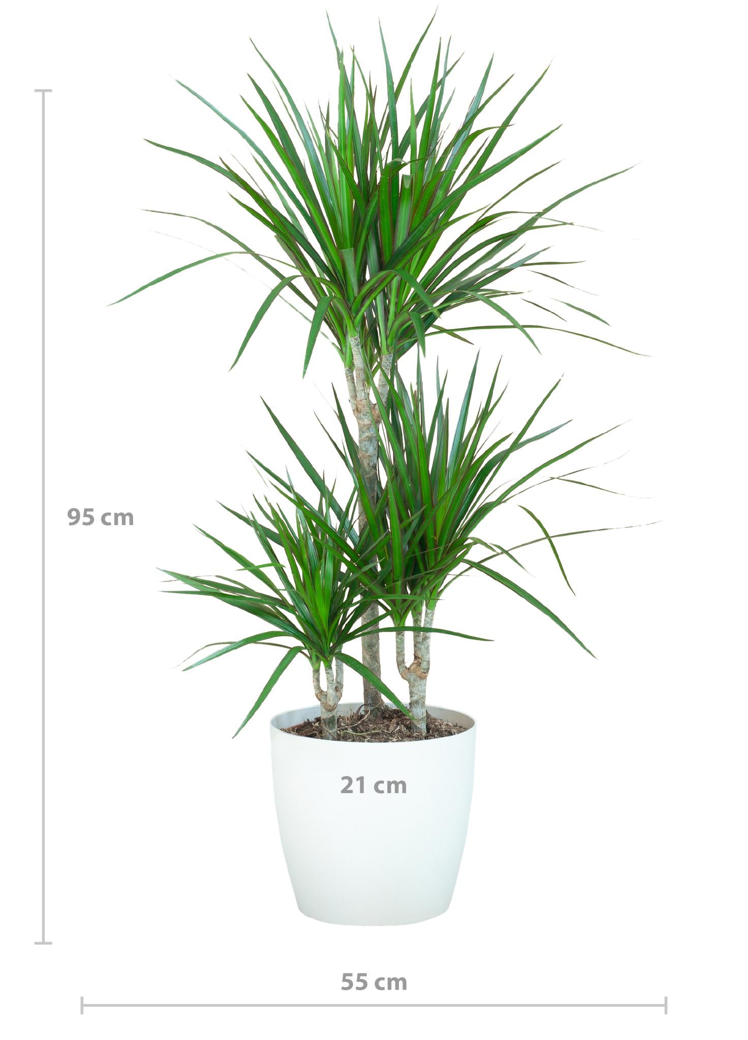Dracaena Marginata met Viber wit - 95cm - Ø21