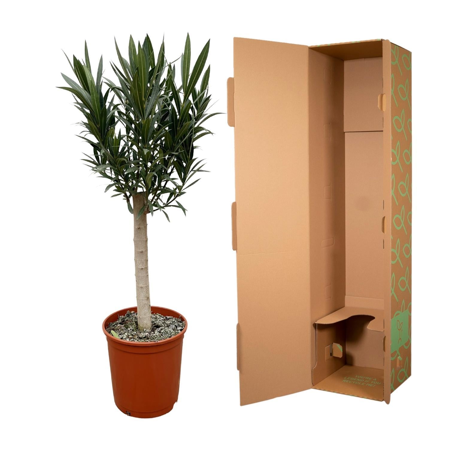 Nerium Oleander auf Stamm mit rosa Blüten – 110 cm – Ø22