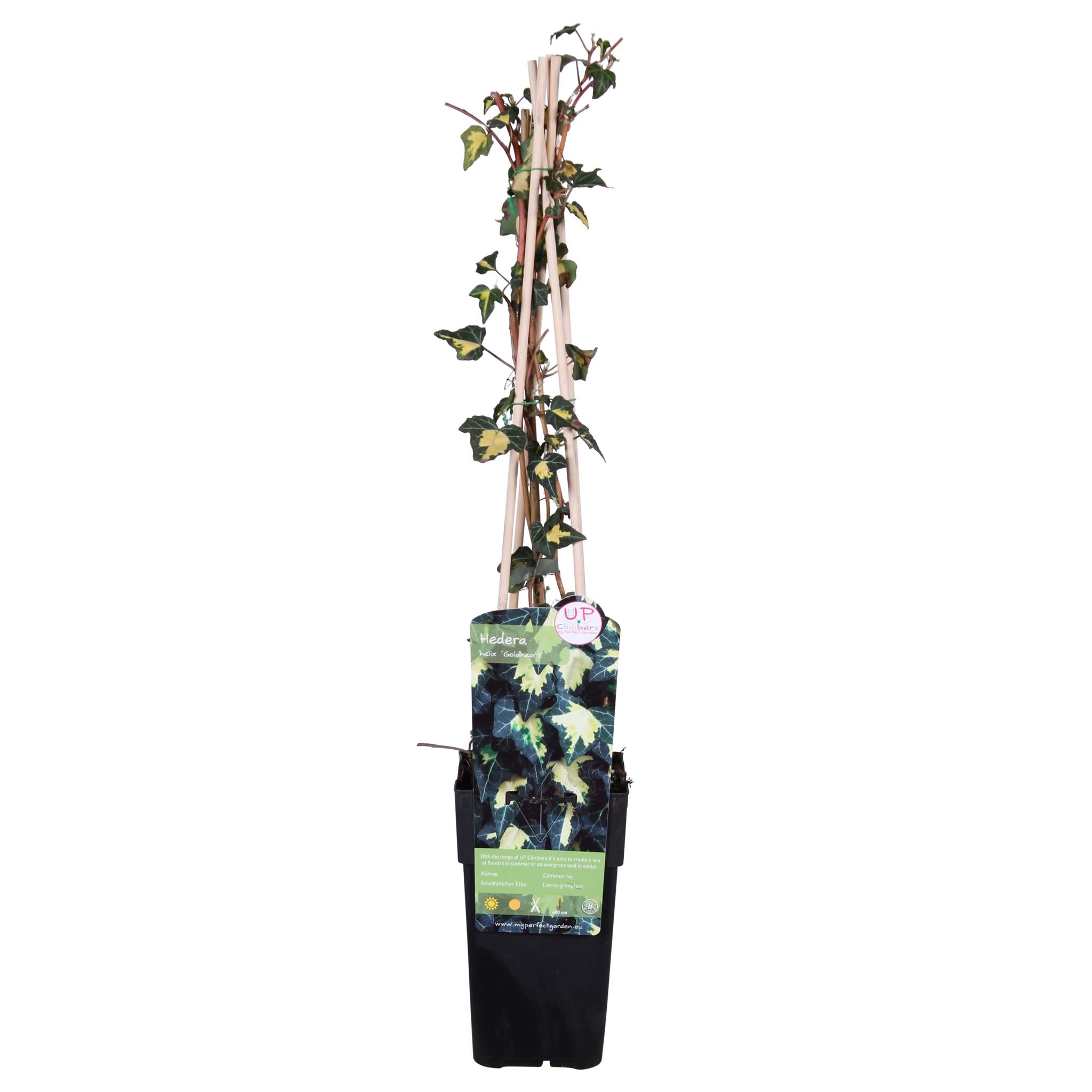 Hedera helix 'Goldheart' - Klimop Geel-groen
