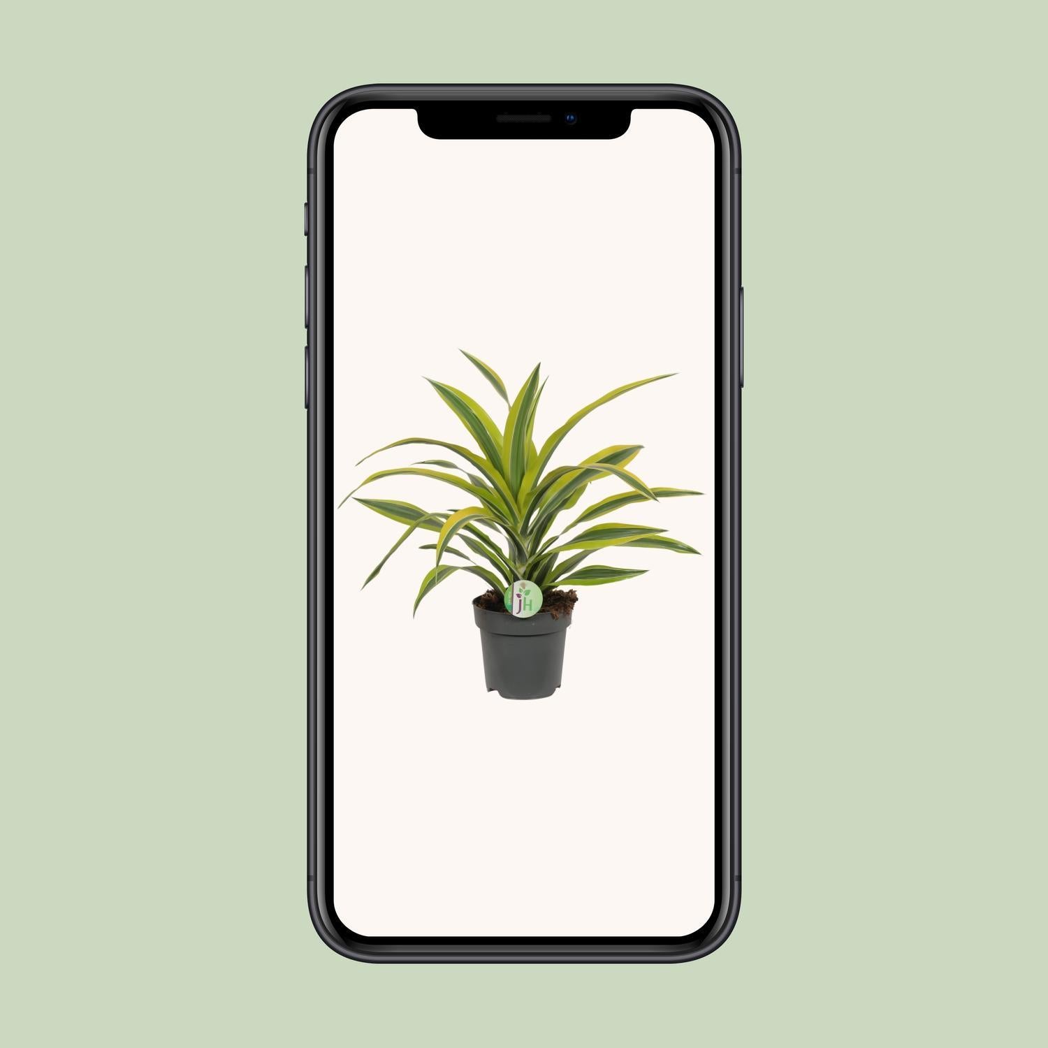 Dracaena Fragrans Lemon Lime Ø17cm - ↕40cm