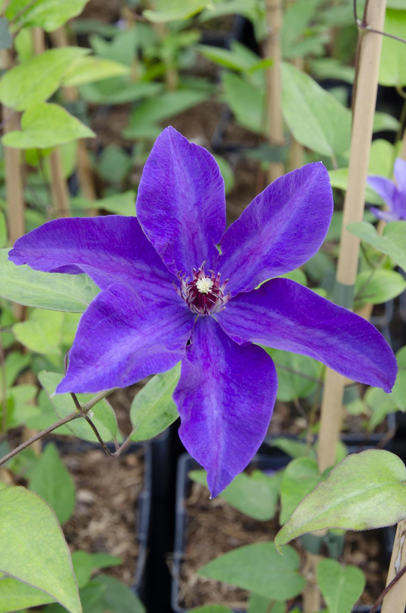 Clematis De President - Clematis Paars