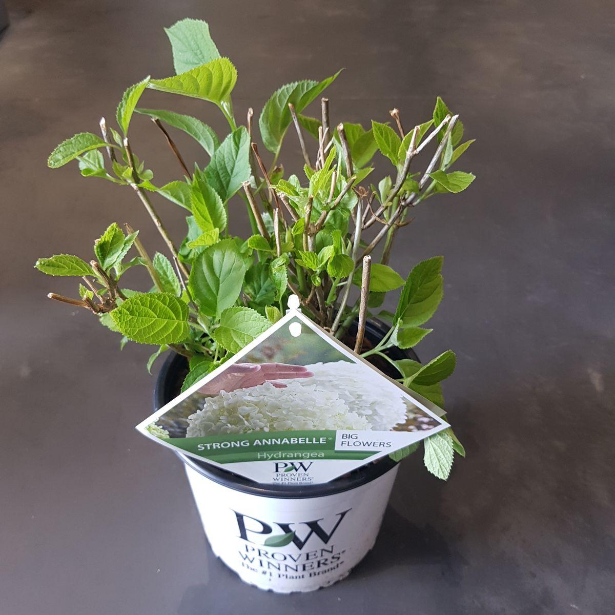 Hortensia arbo. 'Strong Annabelle'® - ?30cm - Ø19cm